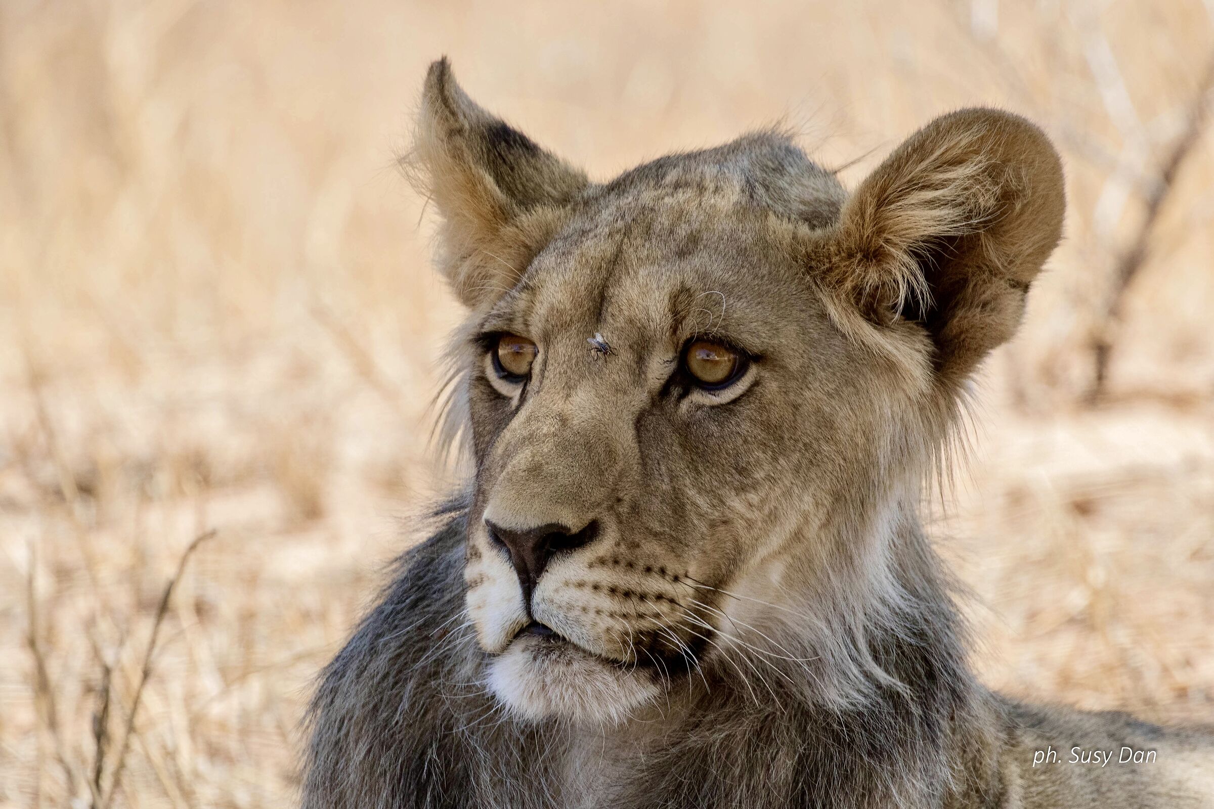 Se mi va la mosca al naso...
