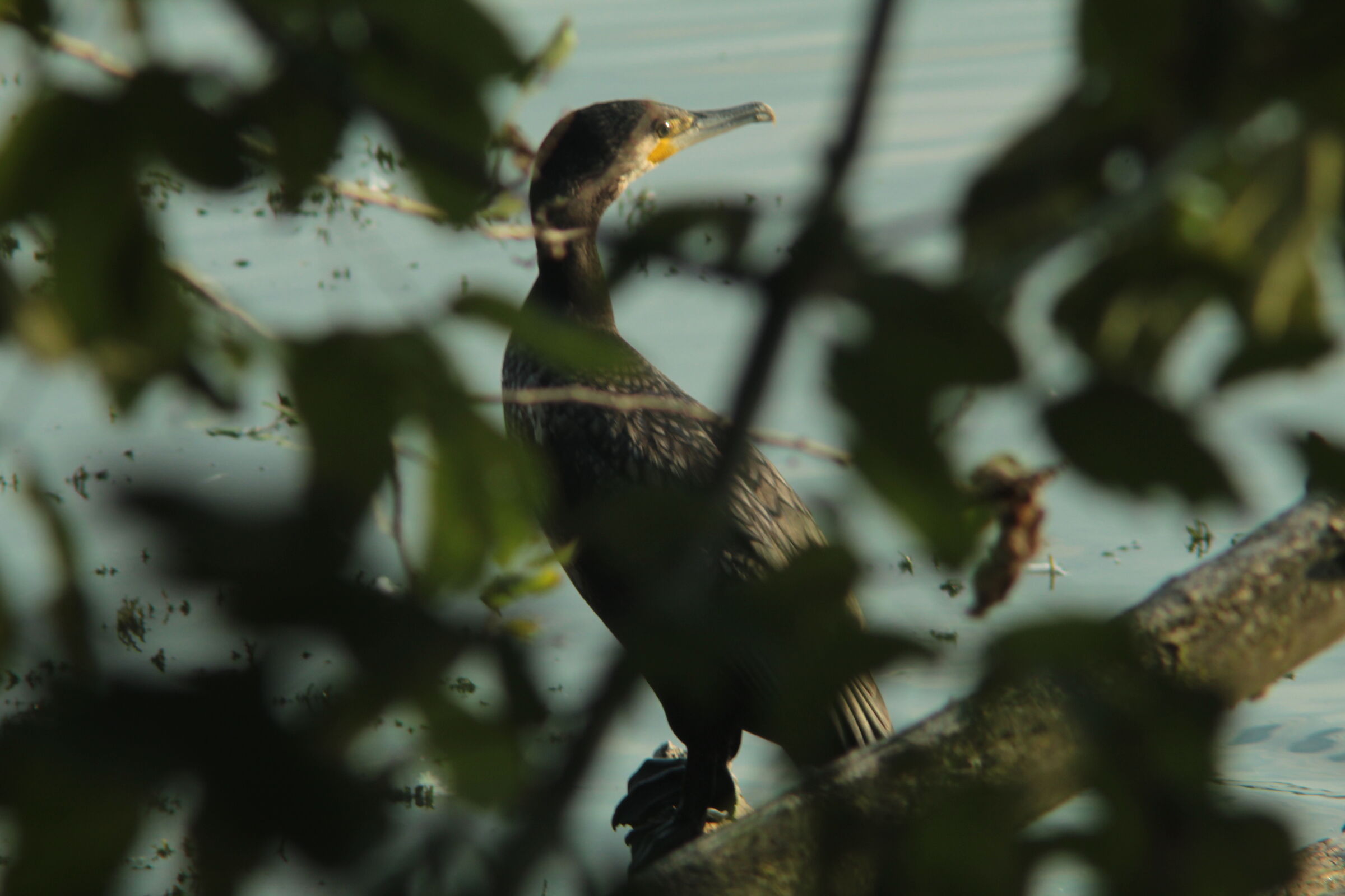 Cormorant