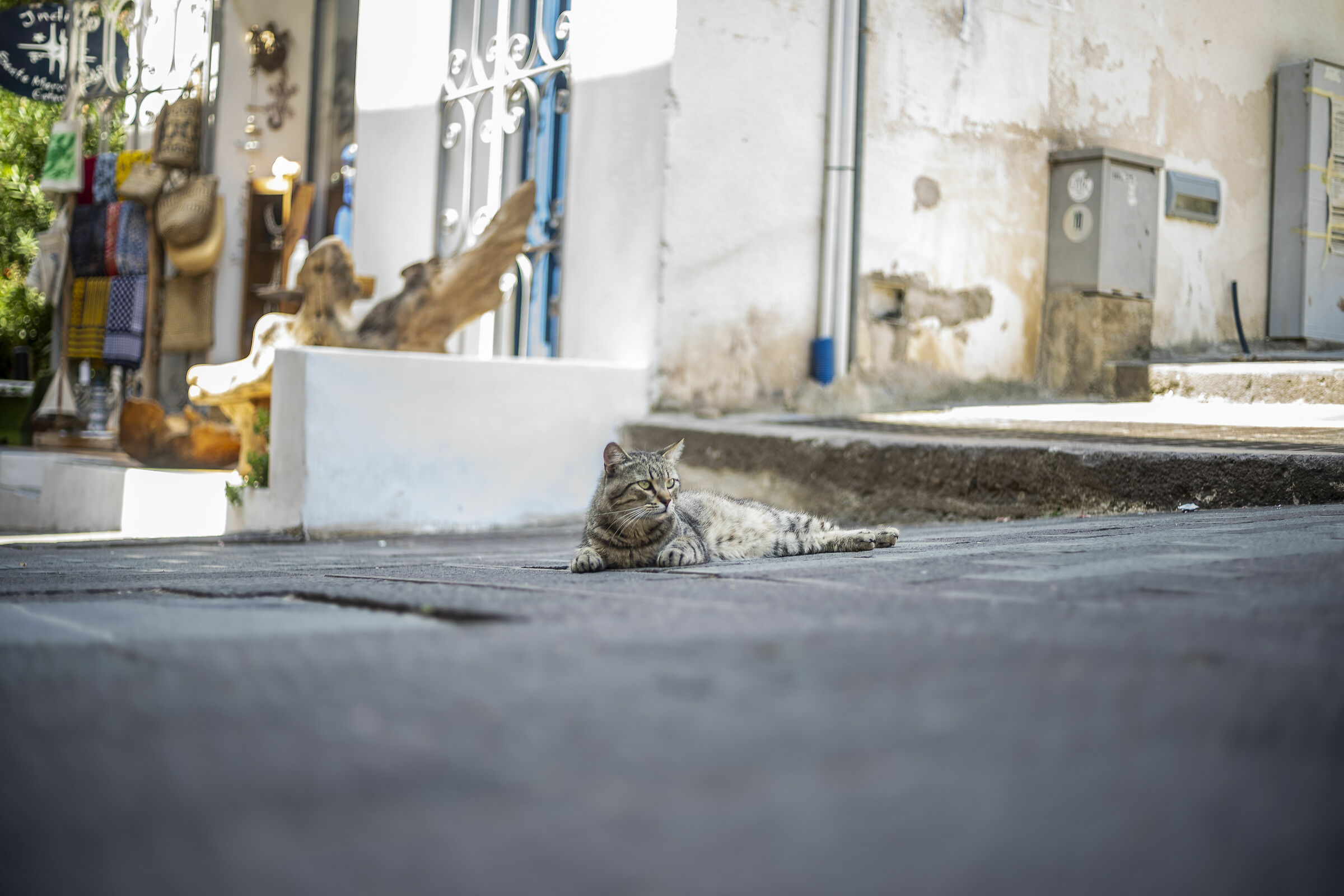 Lipari Cats