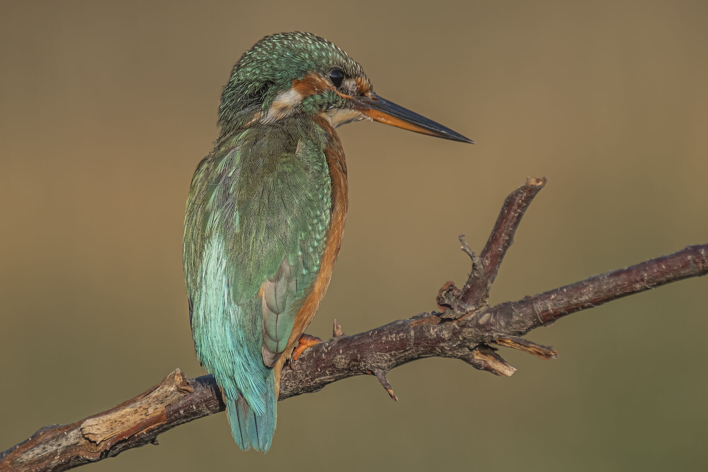 Martin pescatore all' alba