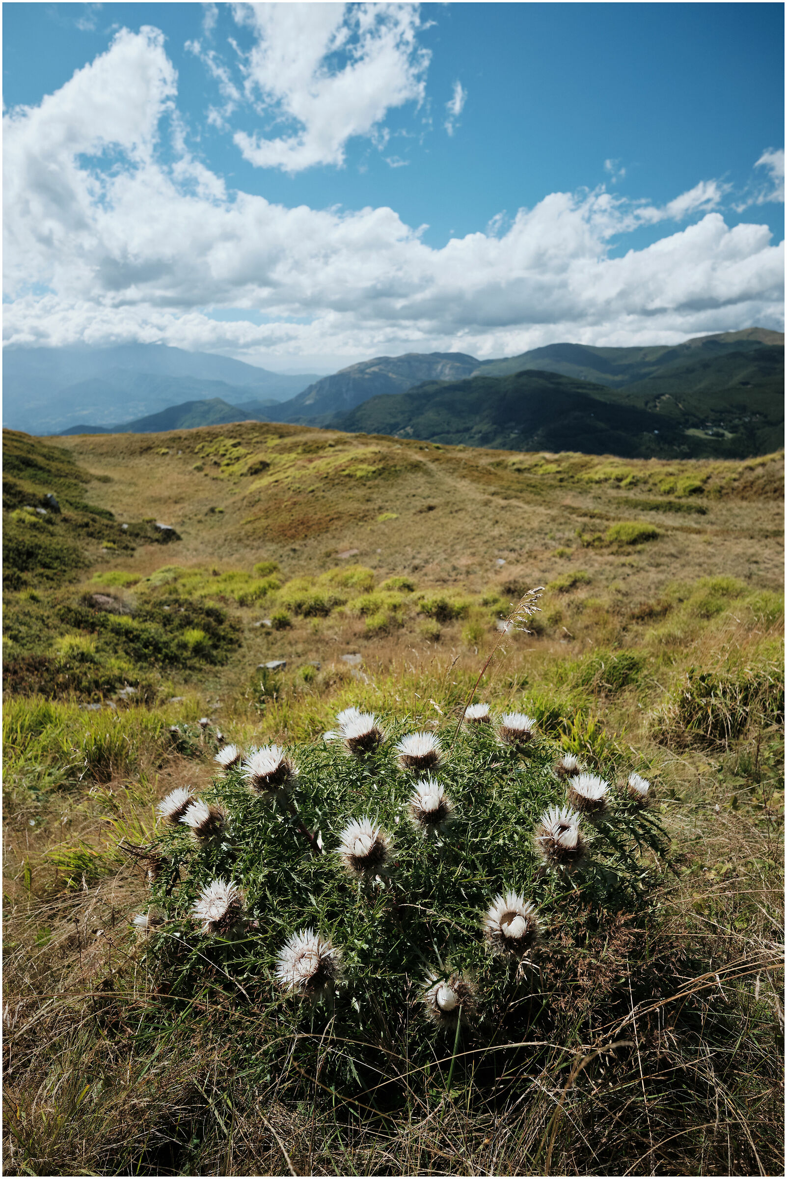 Carline on the Lagadello
