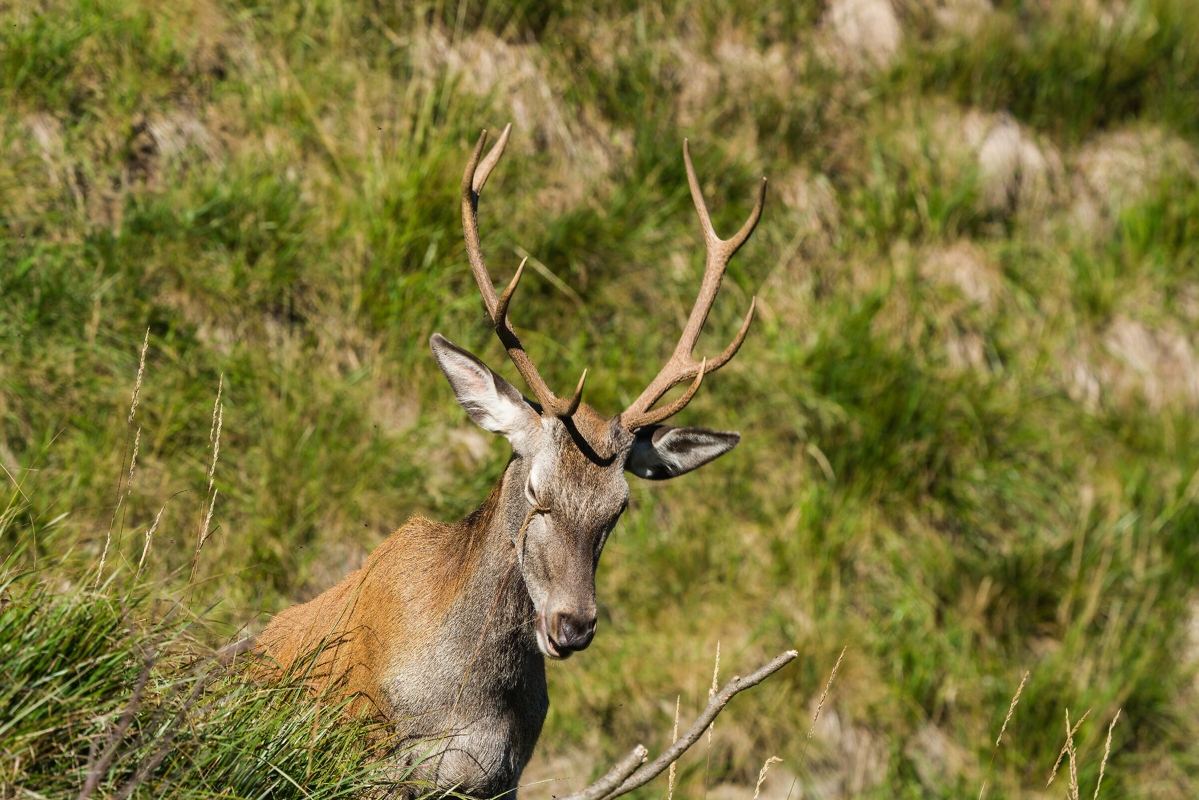 Cervo in avvicinamento 2020