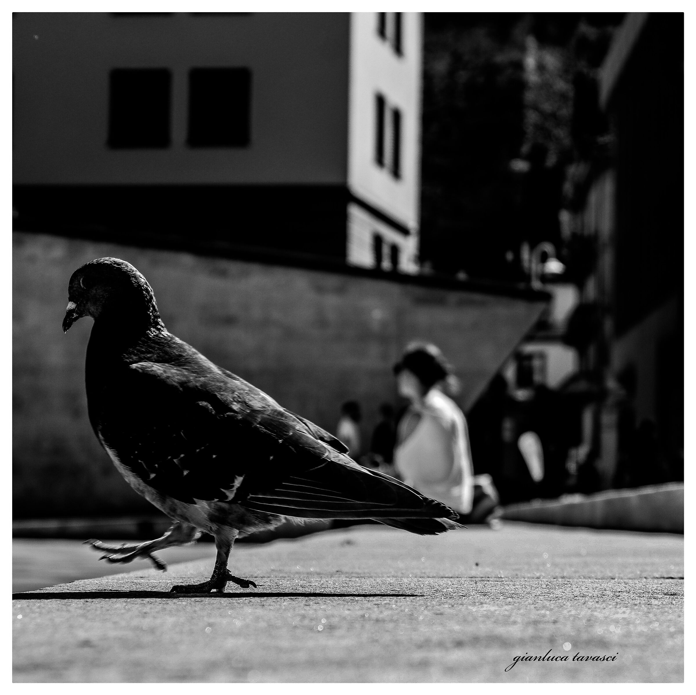 La marcia del piccione