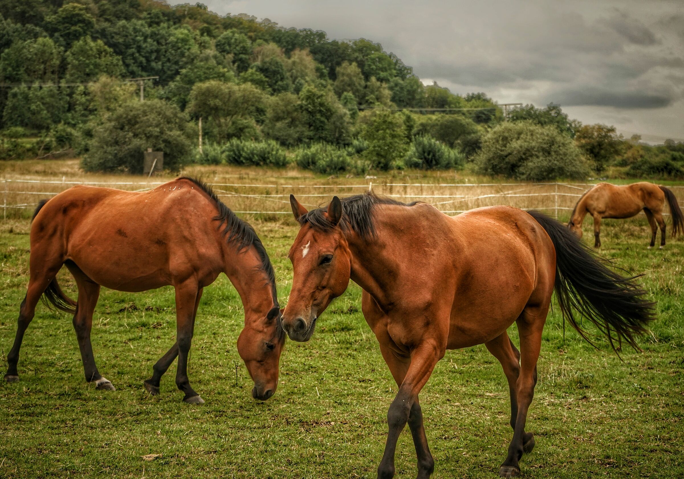Grazing horses