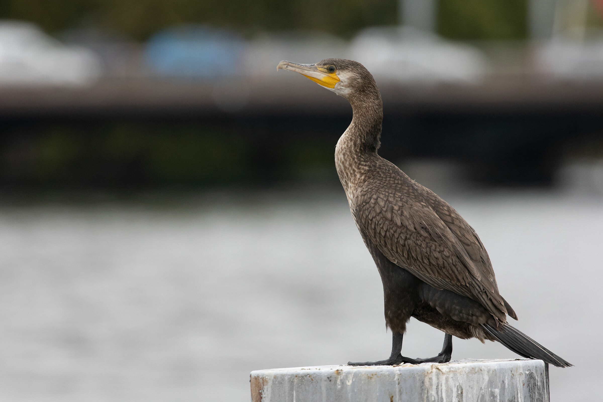 Cormorant 2