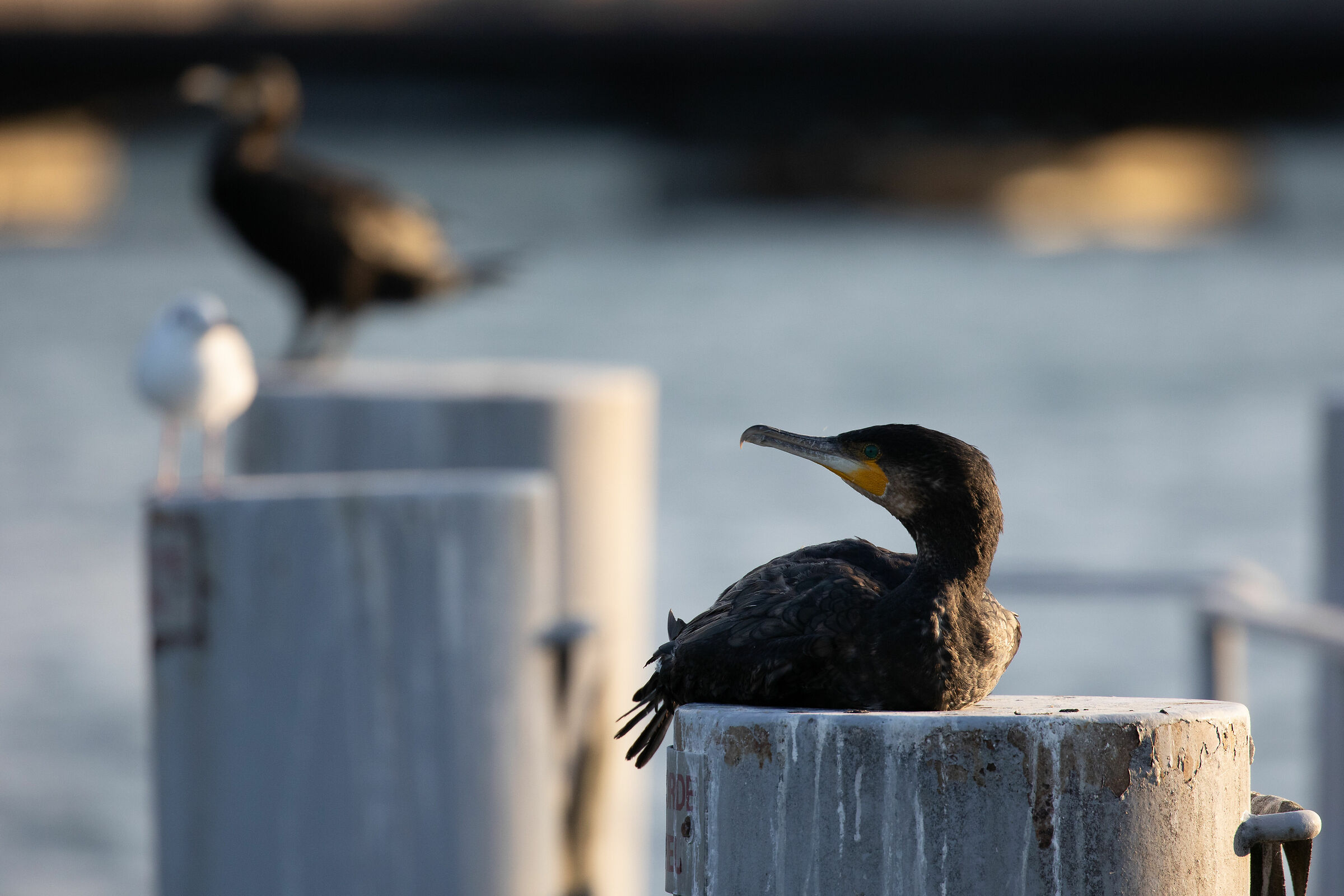 Cormorant 3