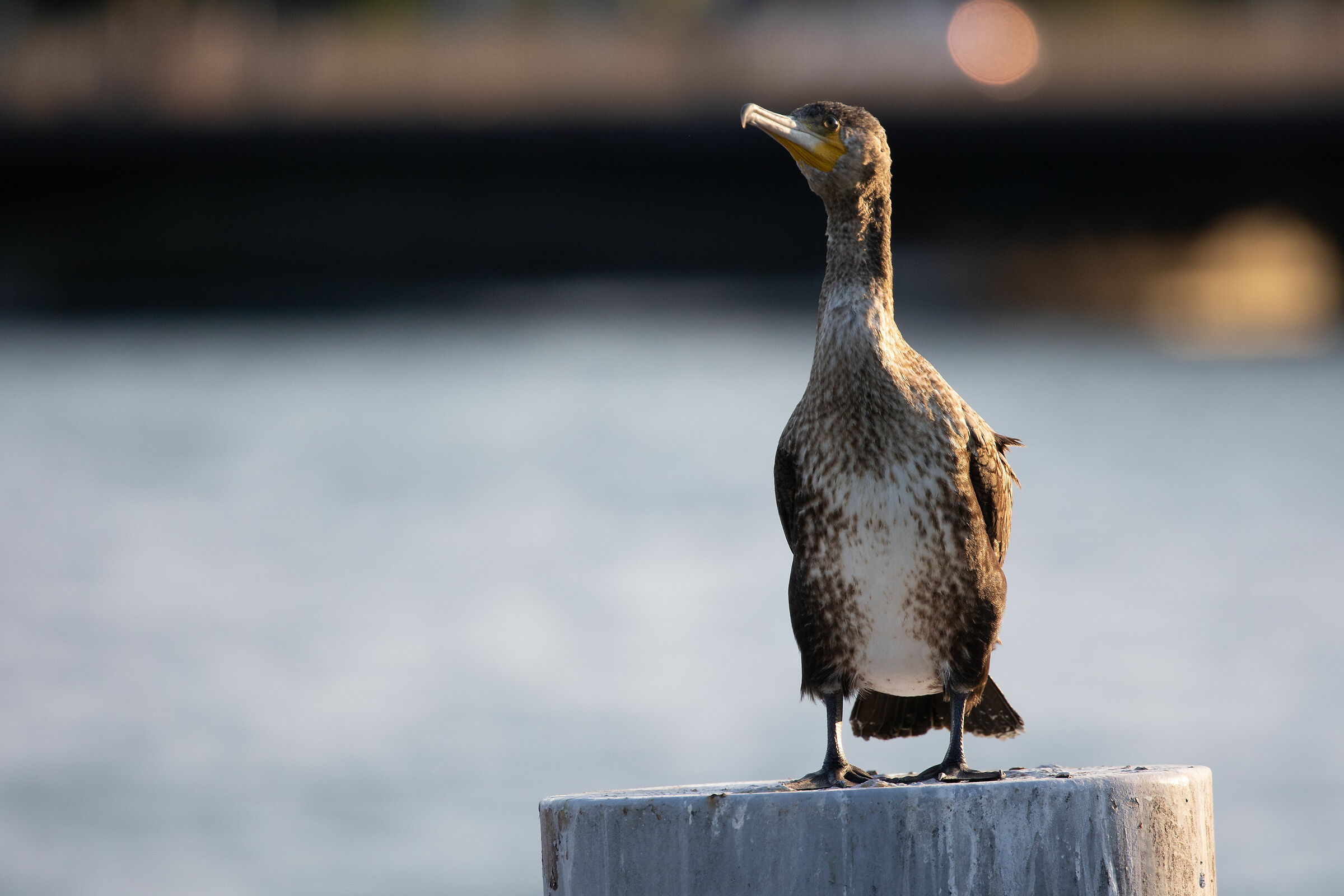 Cormorant 4