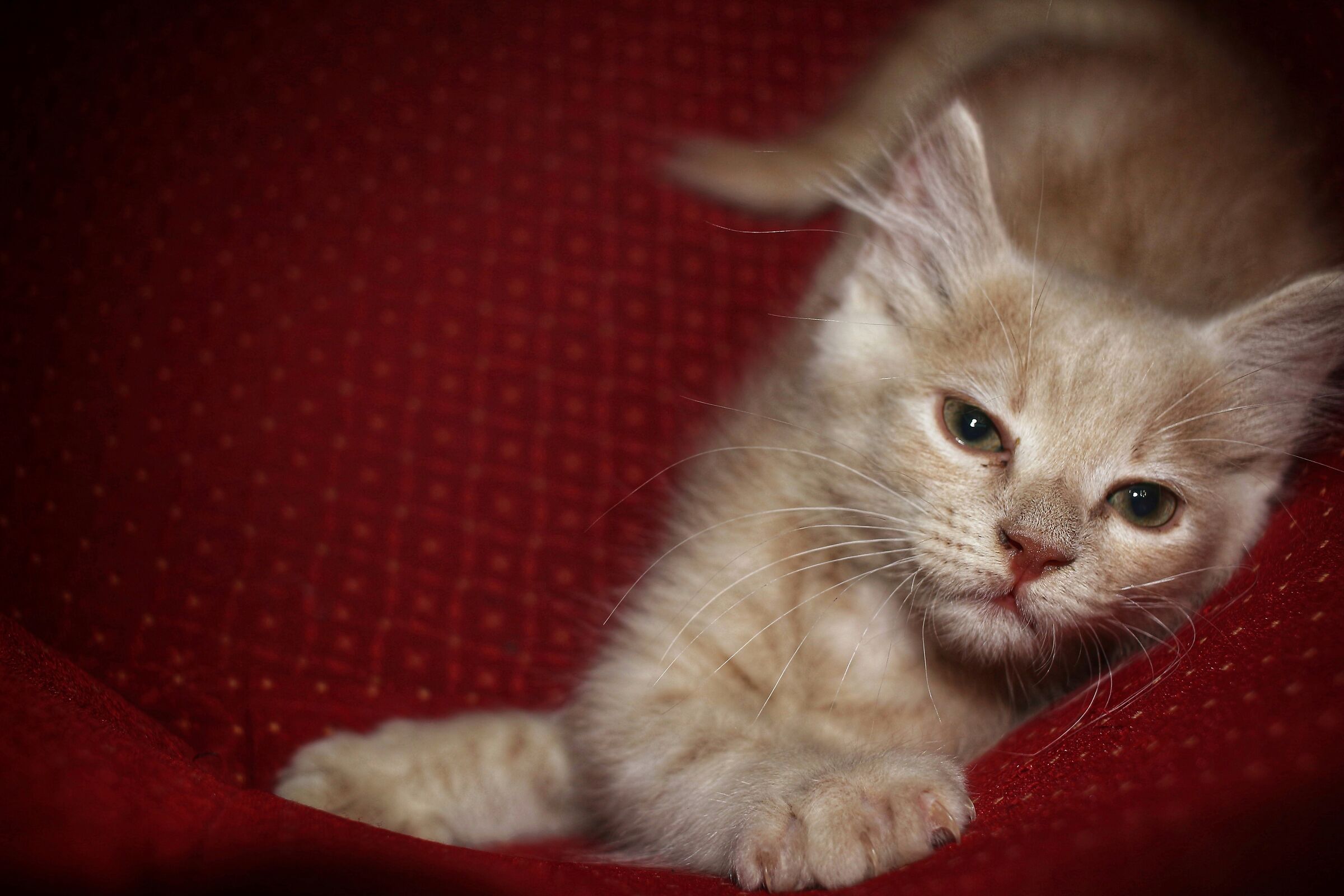 Romeo