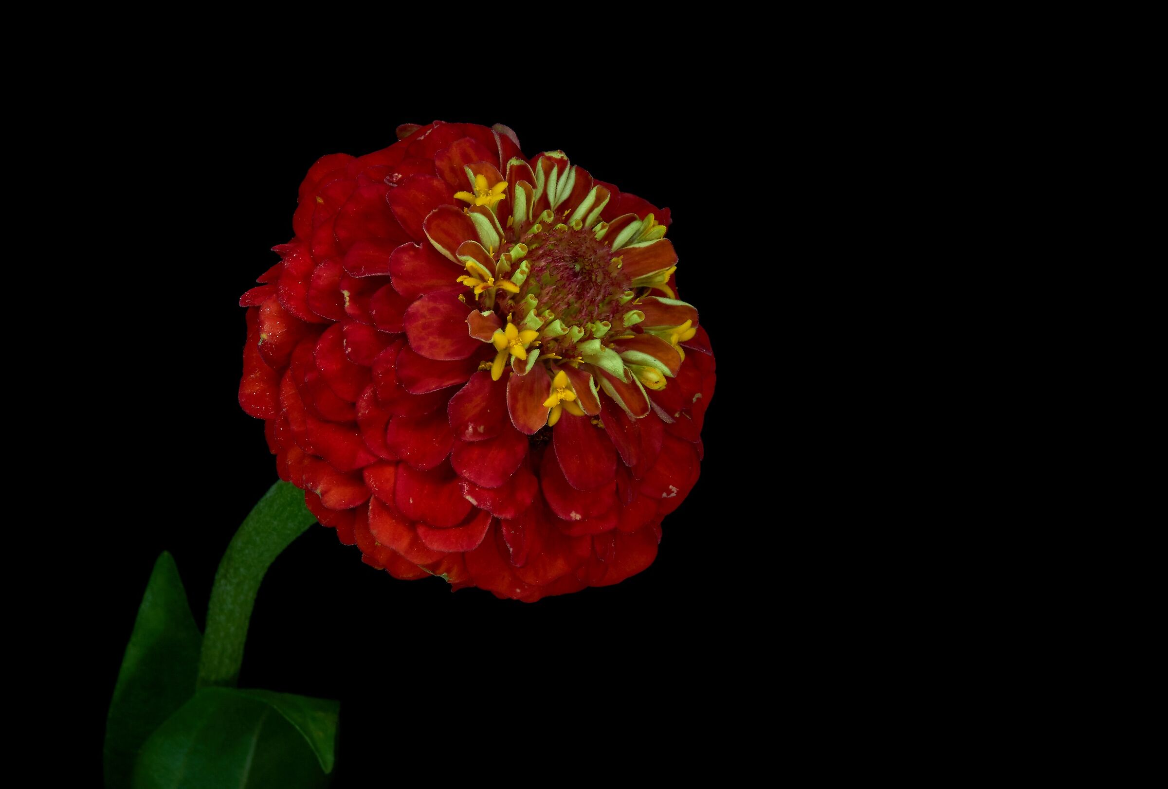 Zinnia