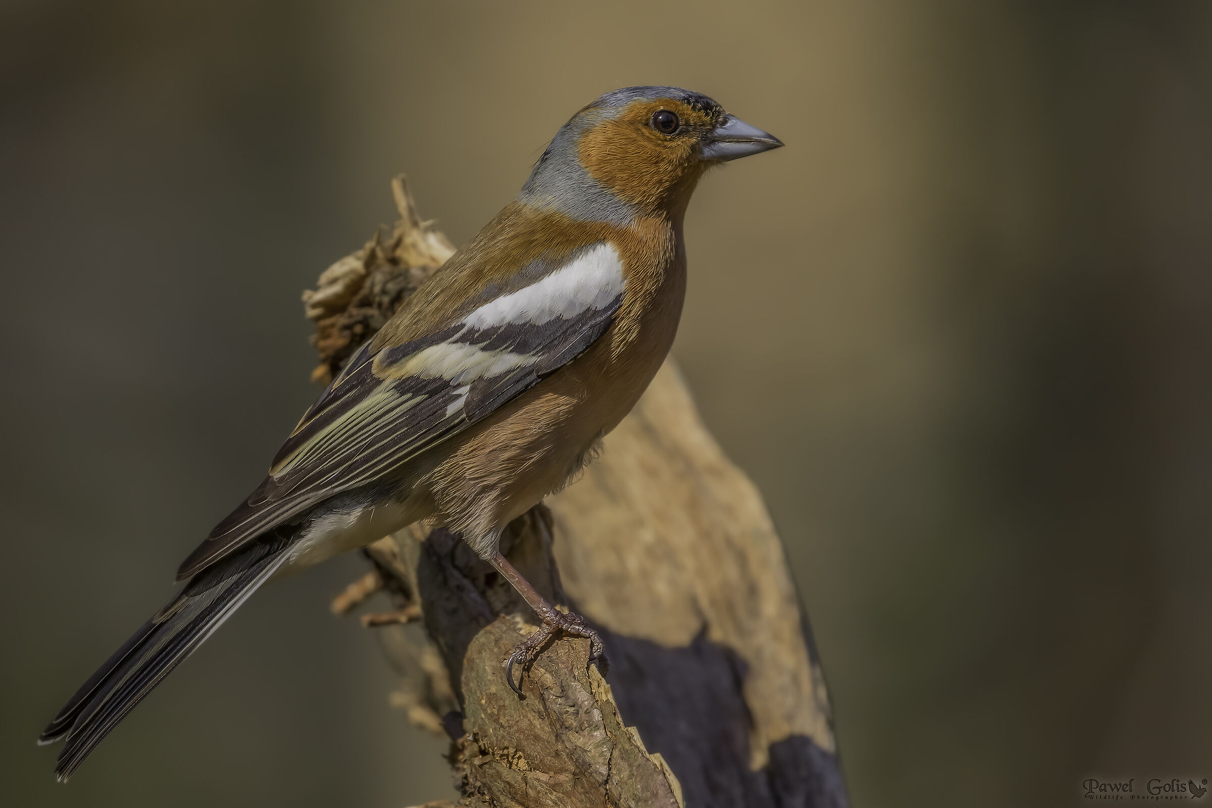 Chaffinch comune (Fringilla coelebs)