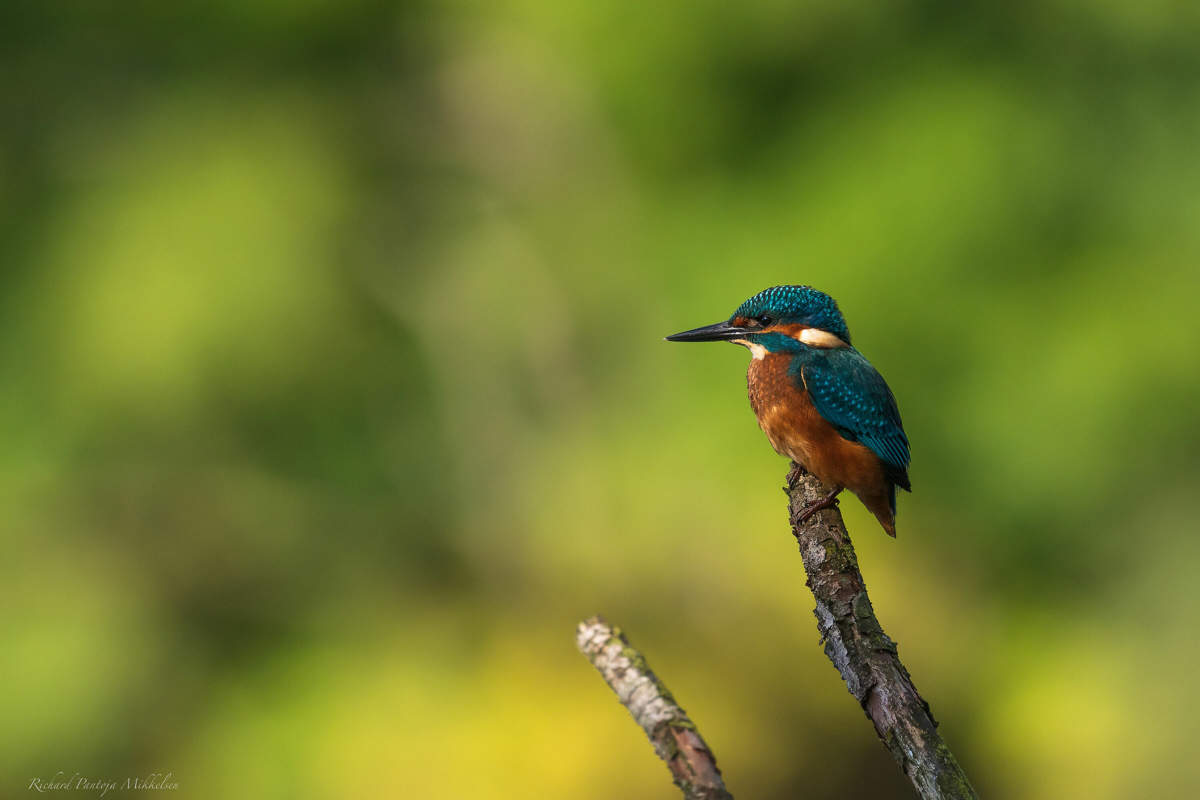 Martin pescatore comune