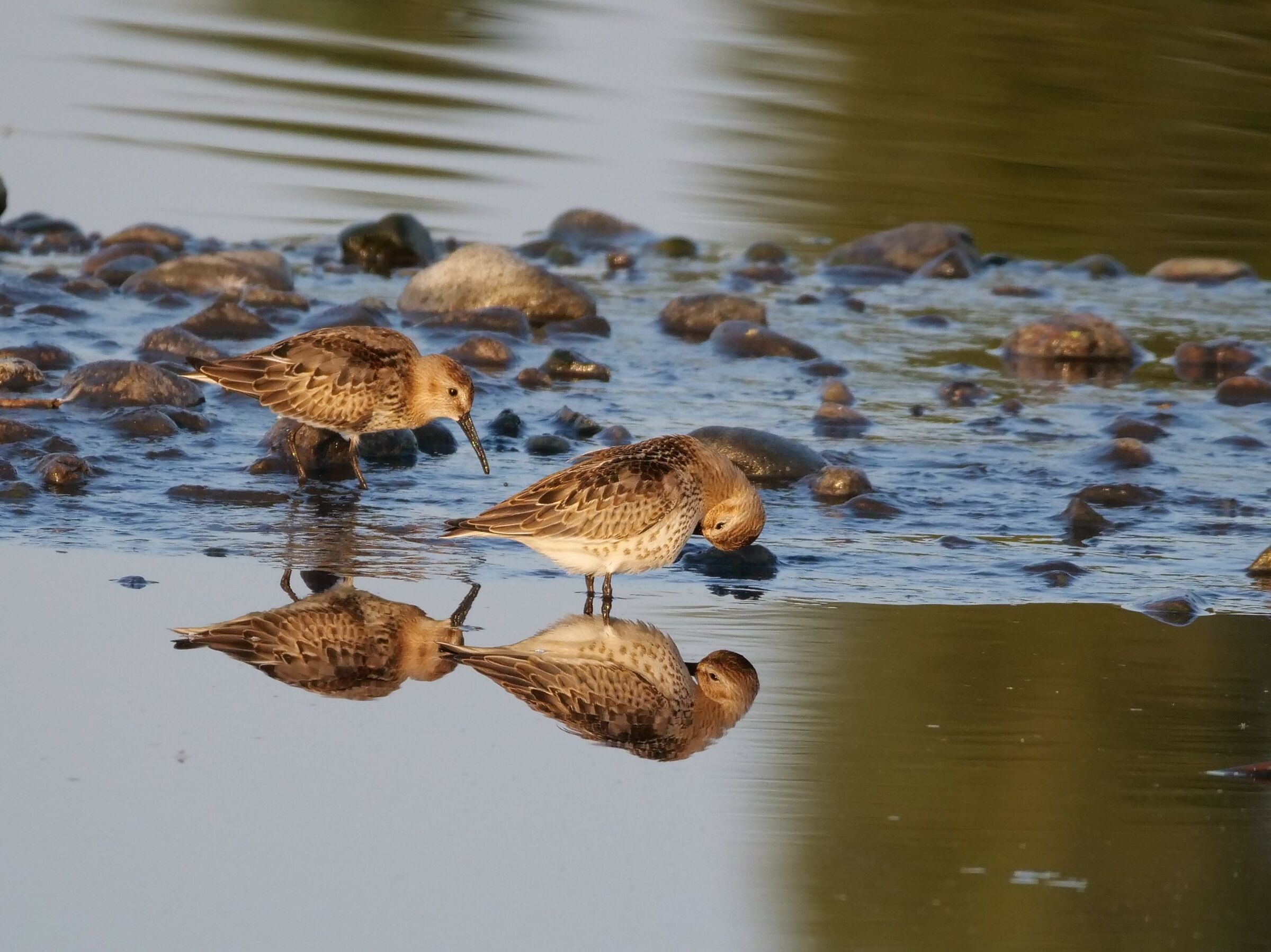 Piovanello pancianera (Calidris alpina)