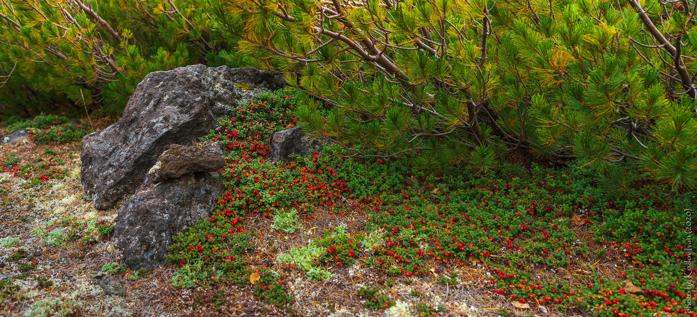 lingonberry nella tundra vulcanica