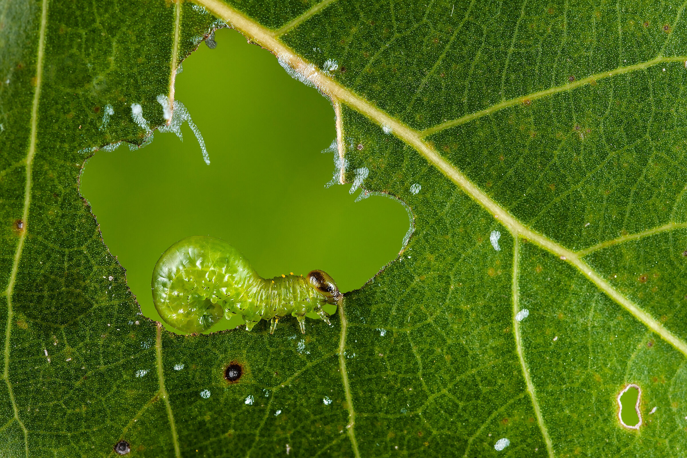 Ha mangiato la foglia...