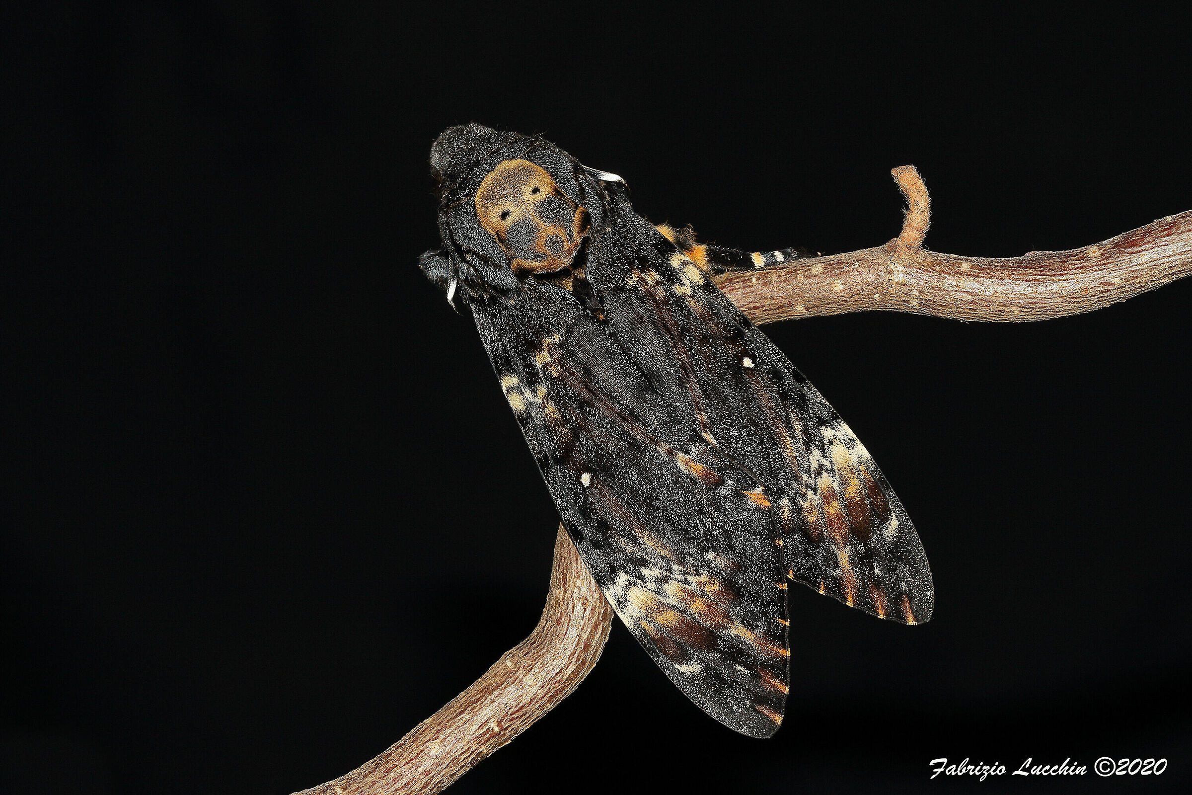 Acheronthia atropos