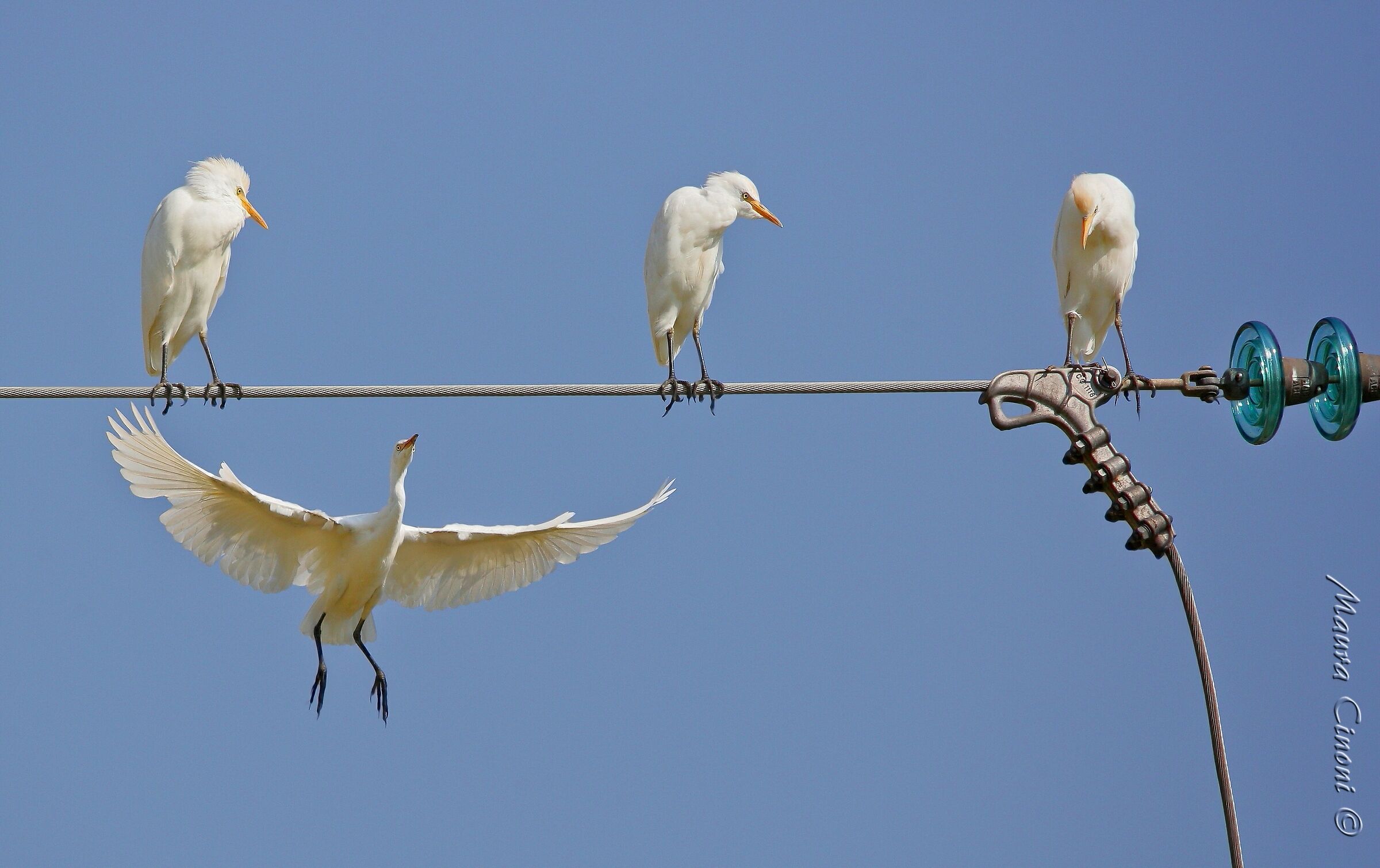 I Guardabuoi dell'Enel