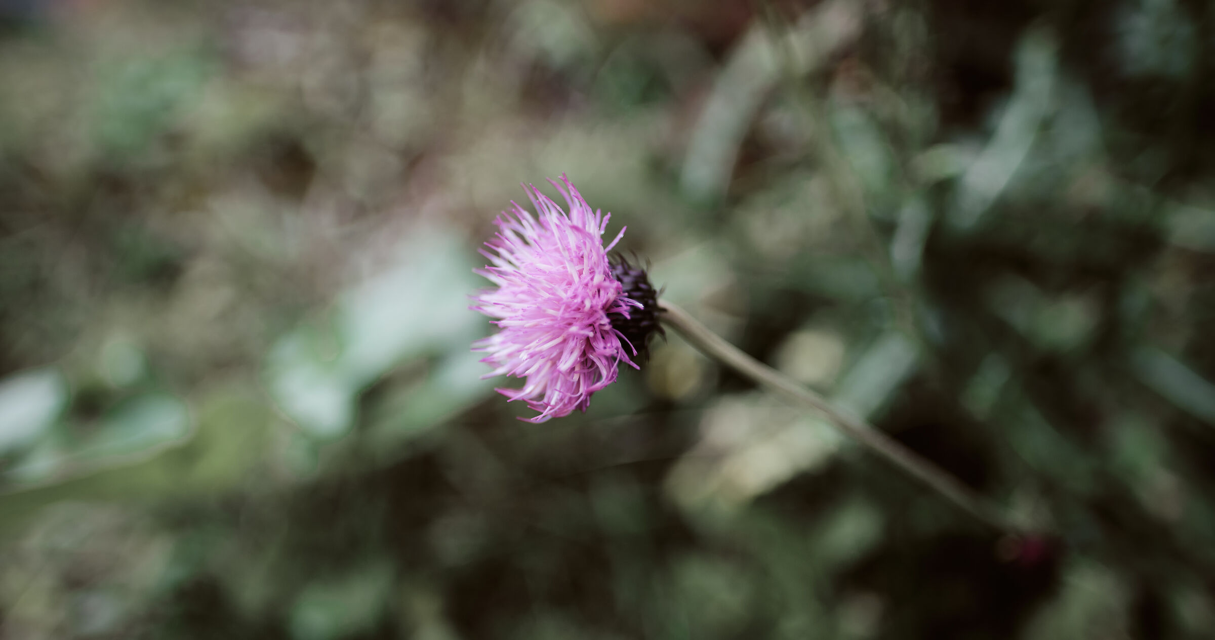 Fiore sul lago di Braies - Fujinon xf 16mm f1.4