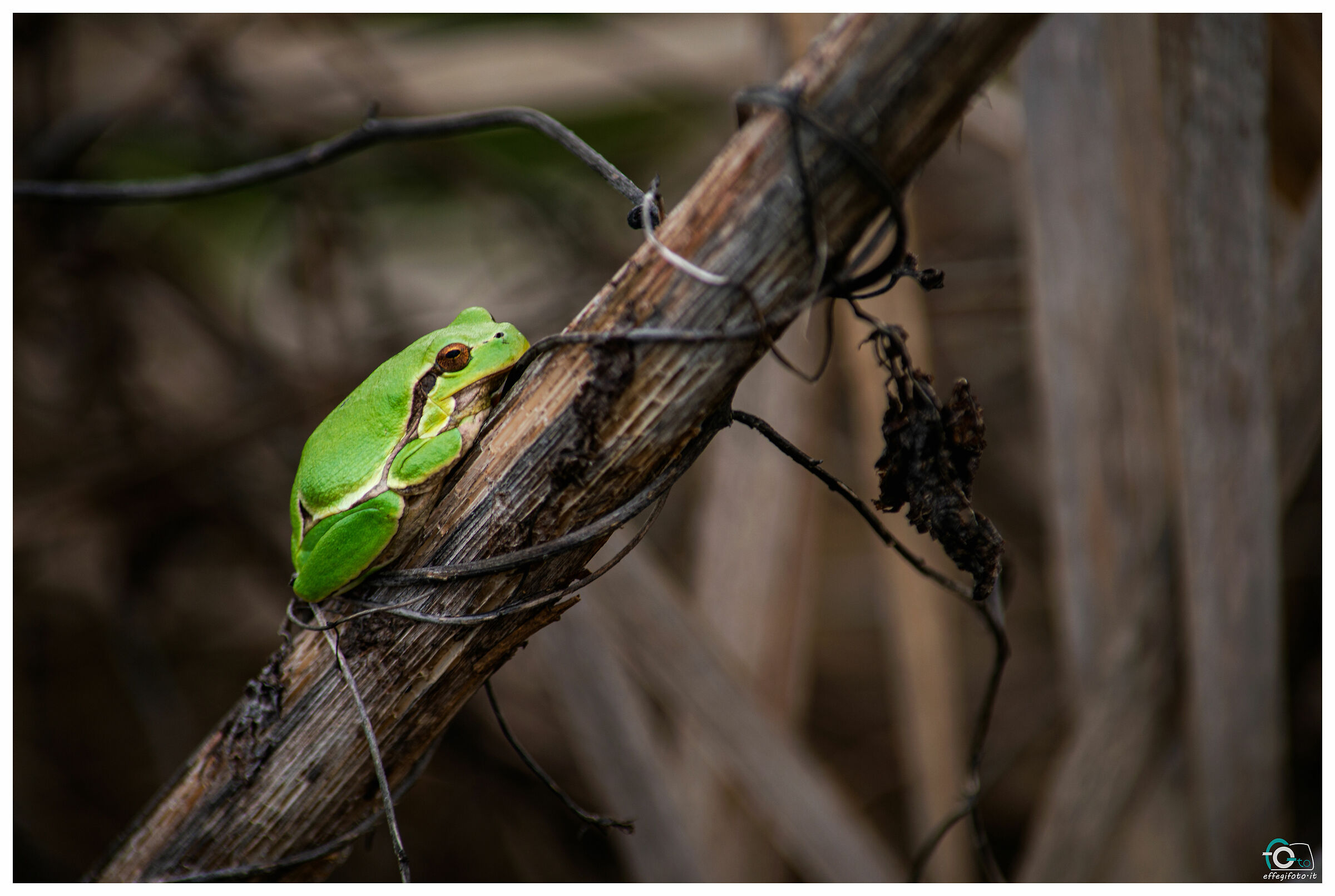 Il riposo della raganella