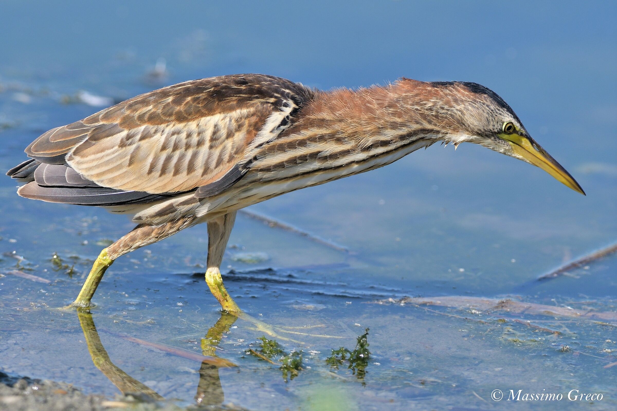 Tarabusino (Ixobrychus minutus)