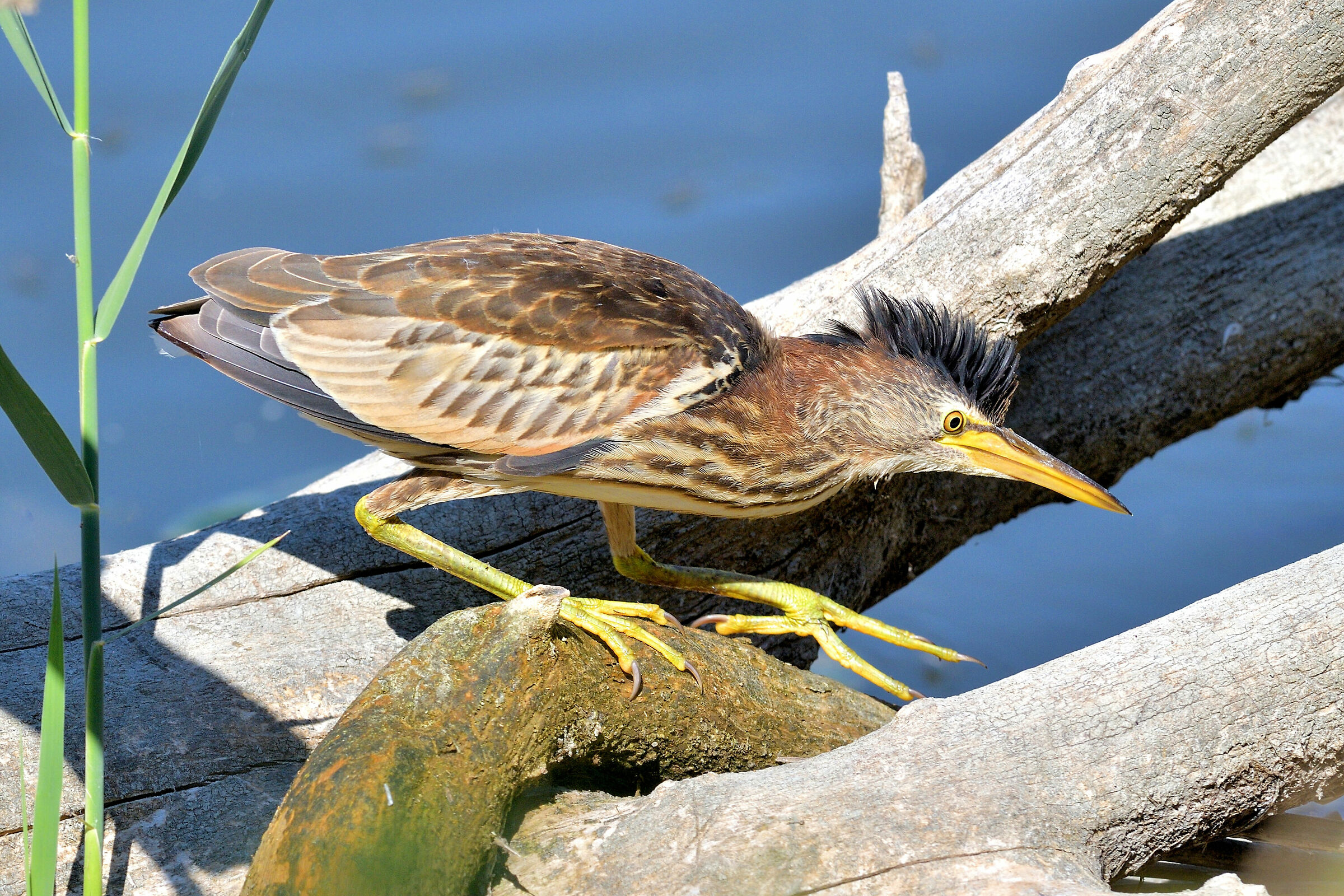 Tarabusino (Ixobrychus minutus)