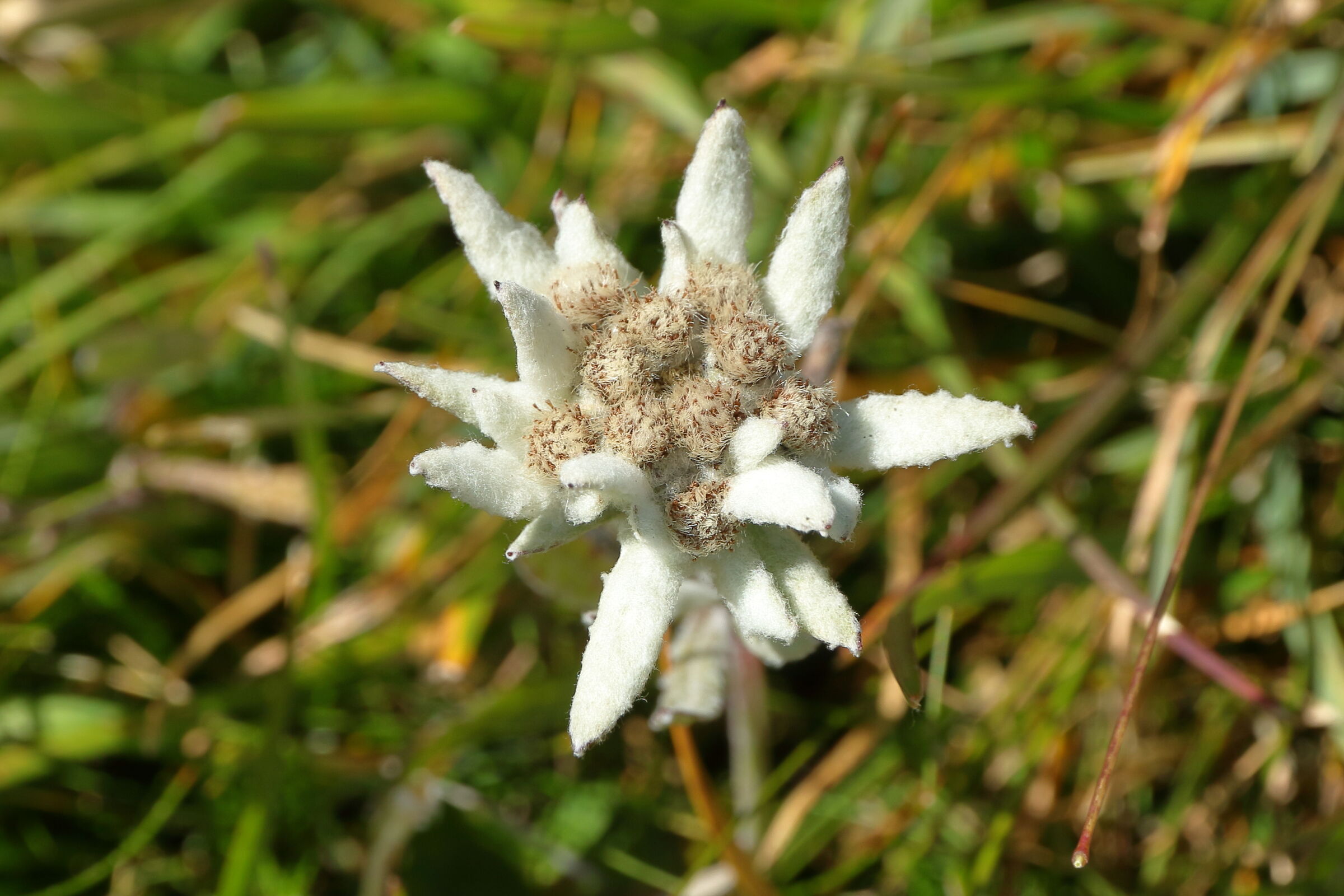 Edelweiss