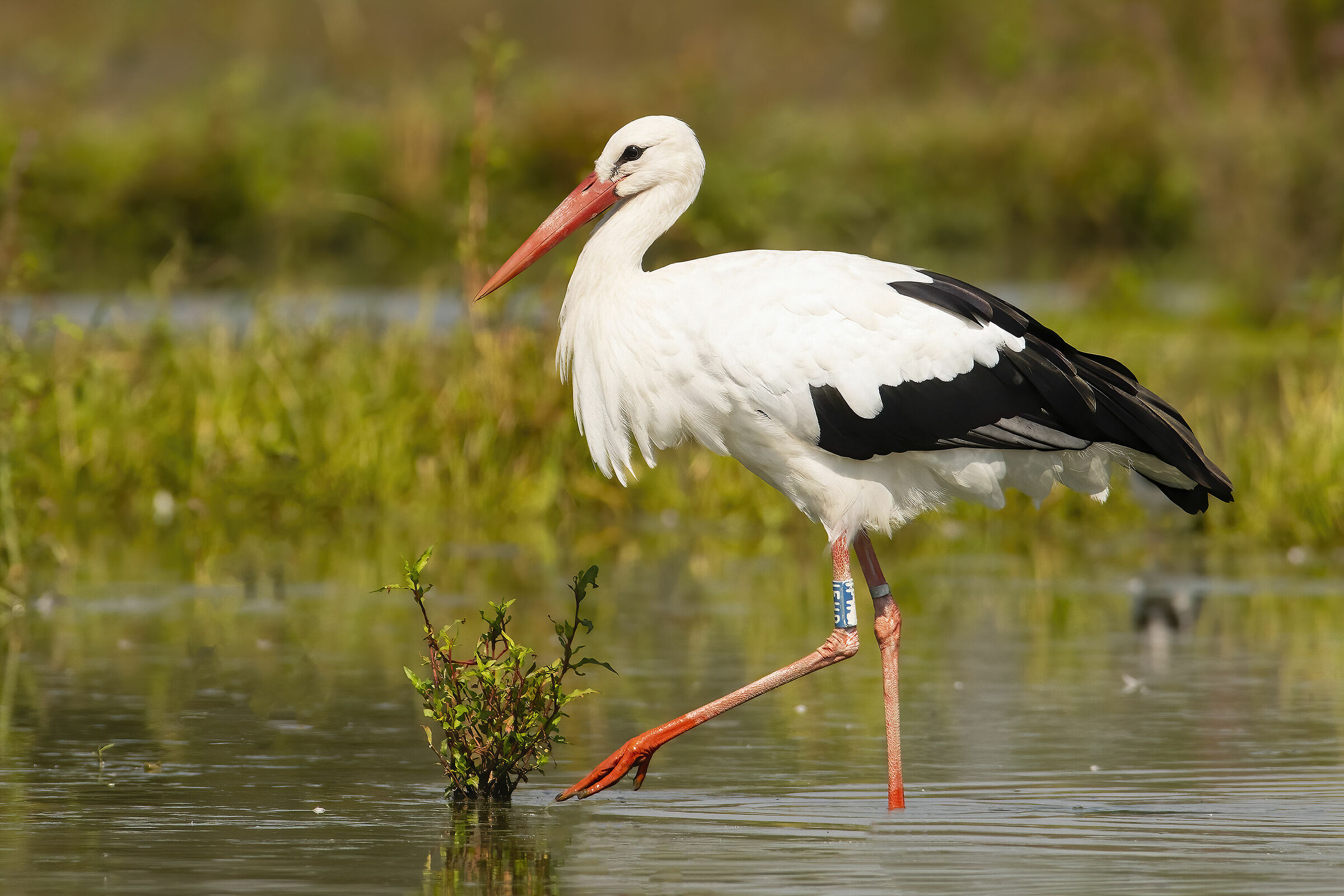 white stork