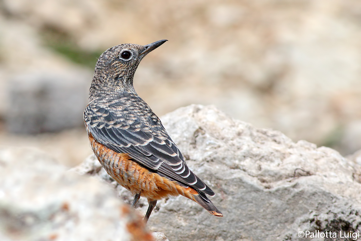 Codirossone (Monticola saxatilis)