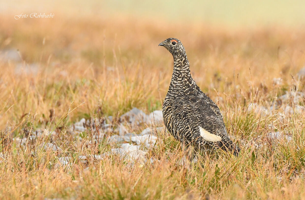 La...Regina dei monti...