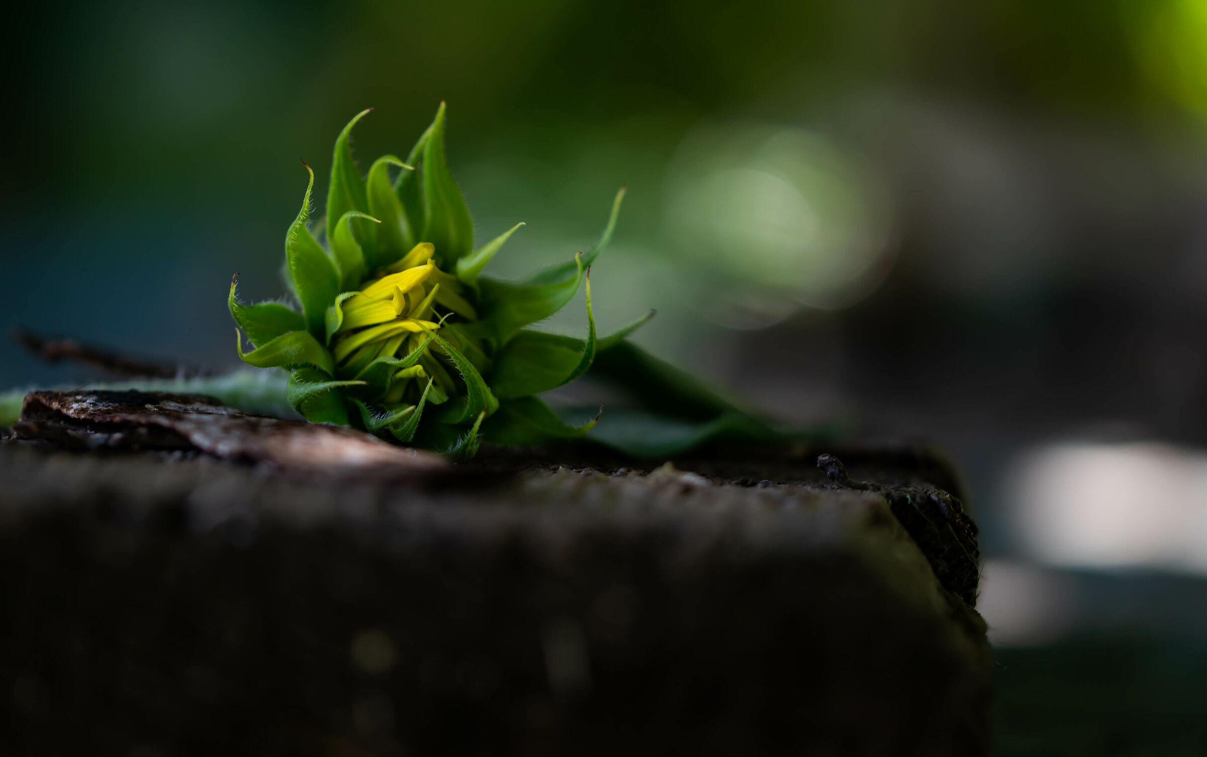 bocciolo di girasole