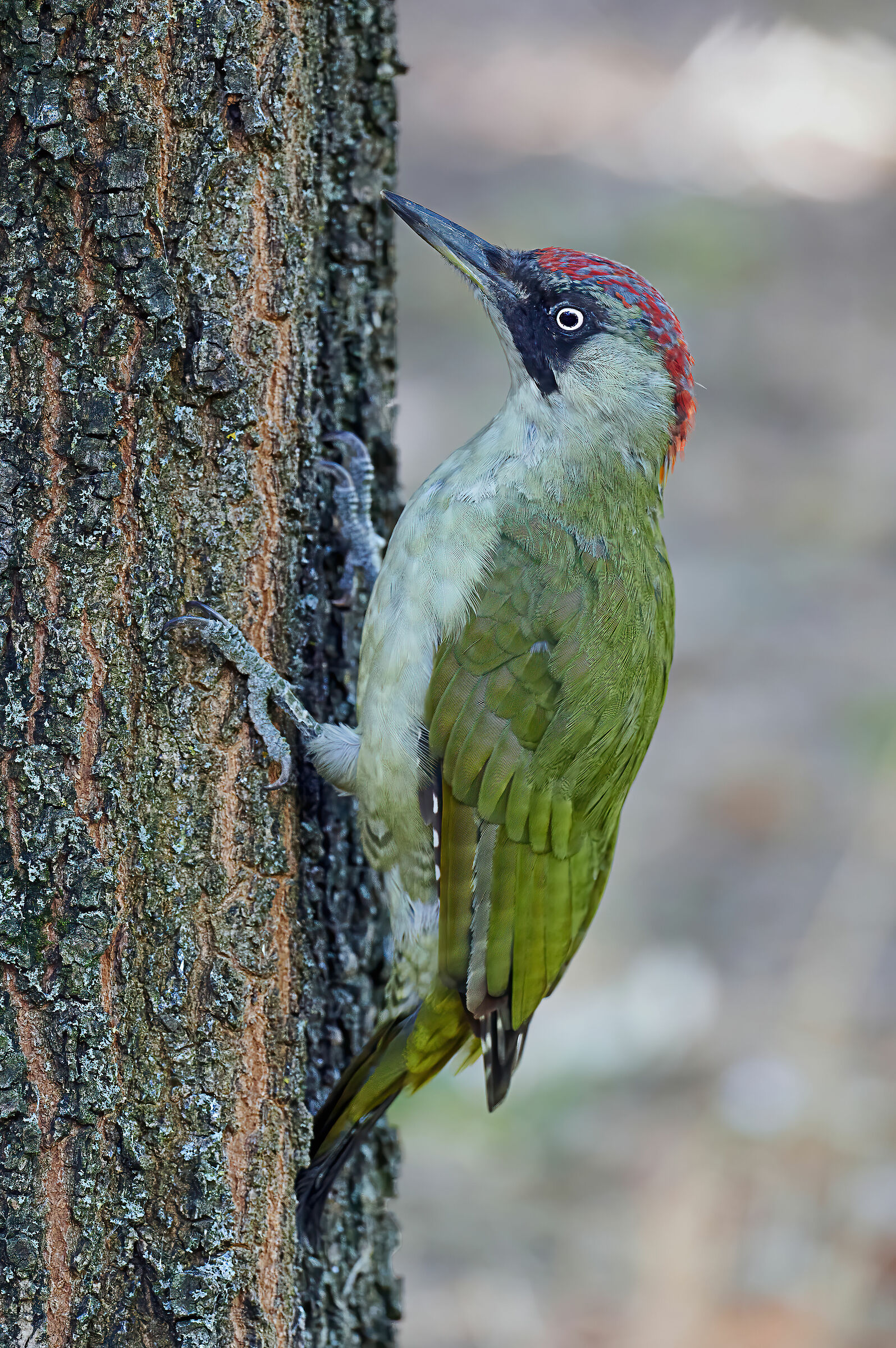 Adult Green Woodpecker (f)