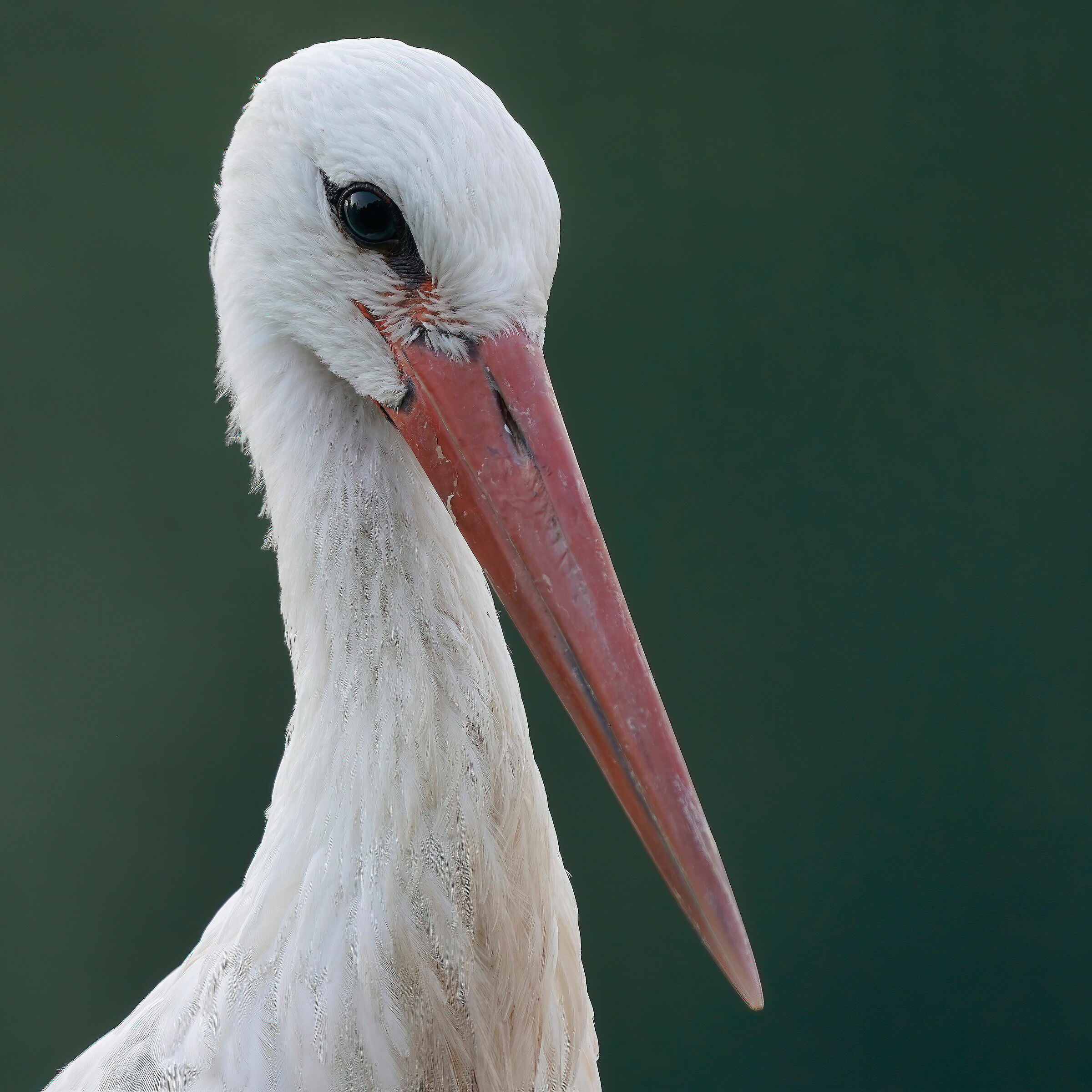 Stork