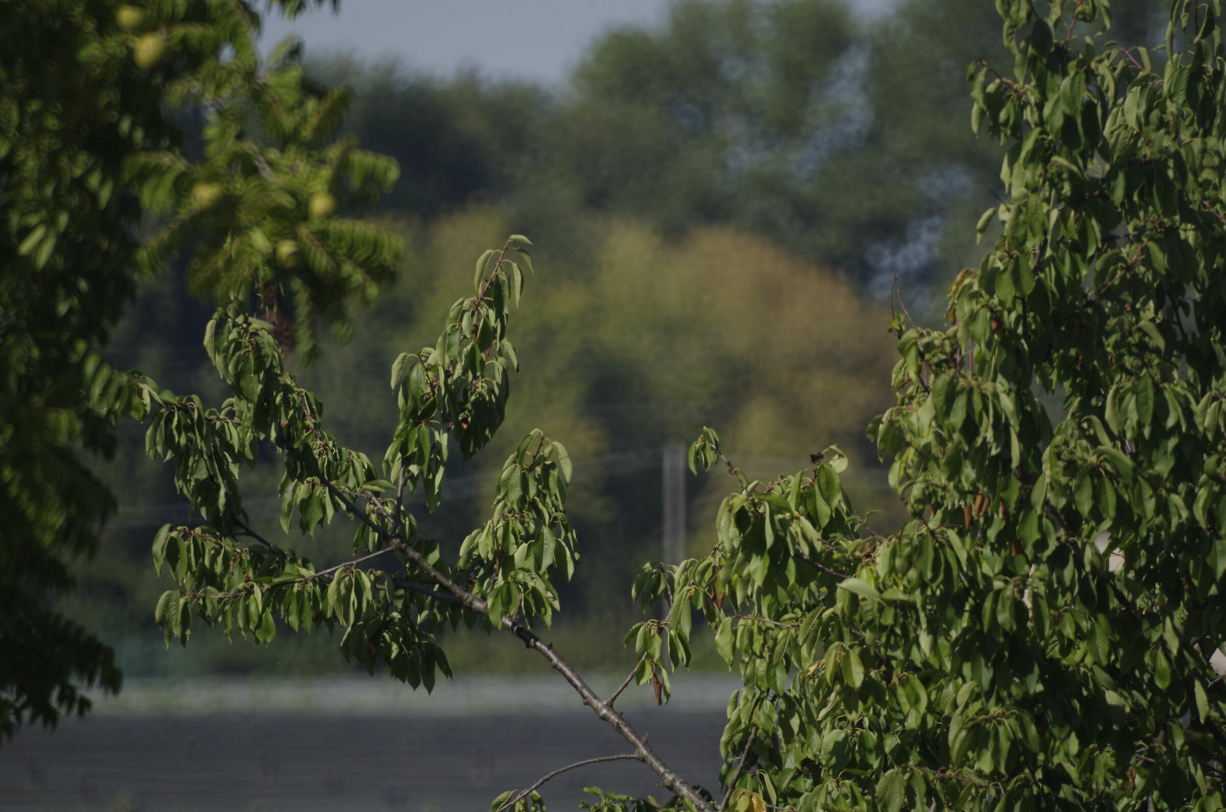 Zenit MC 3m-5ca 500mm f/8 - alberi a media distanza