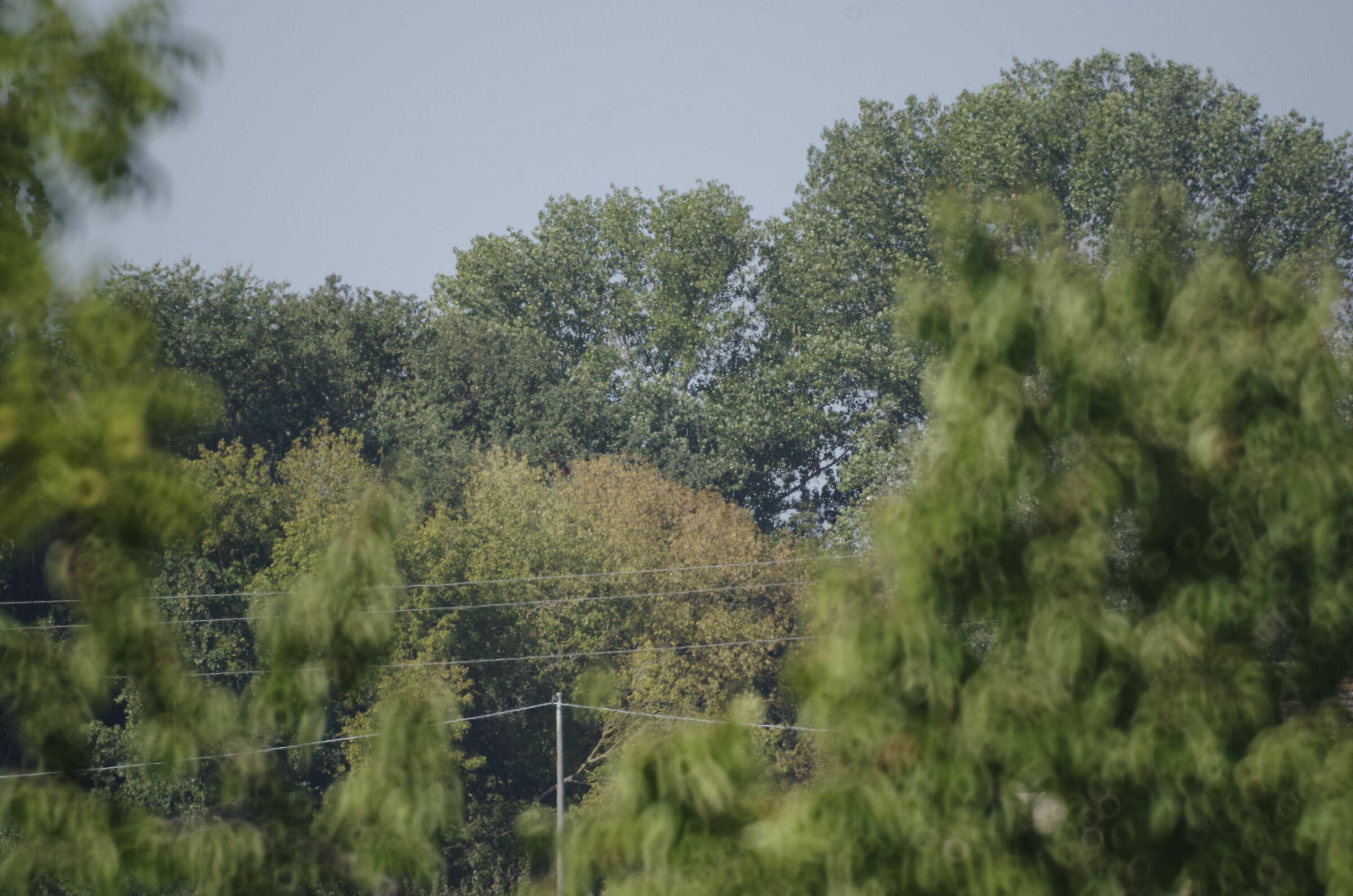 Zenit MC 3m-5ca 500mm f/8 - alberi a grande distanza