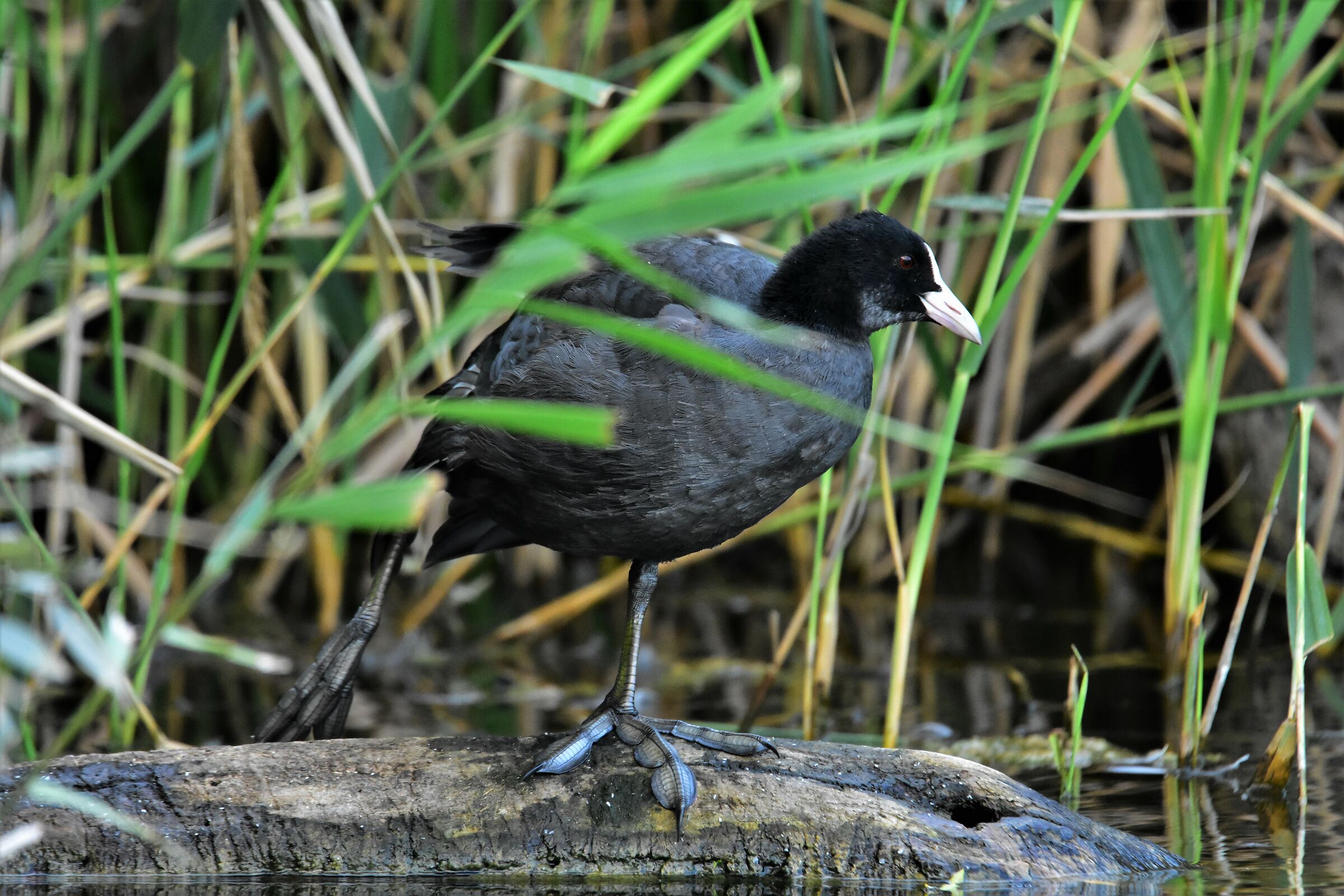 Young Coot
