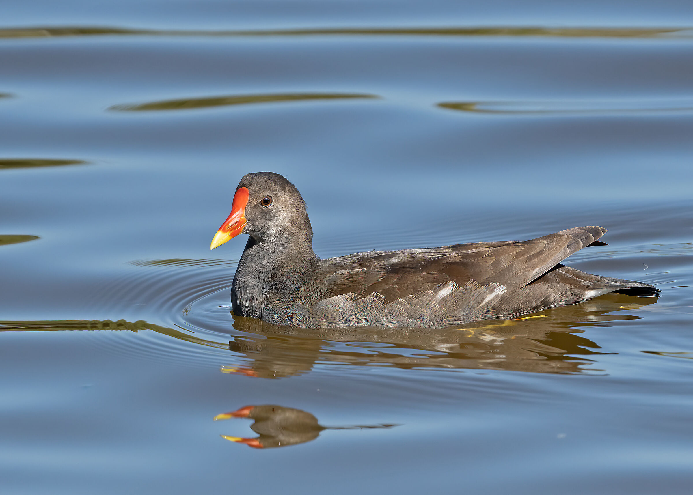 Water hen