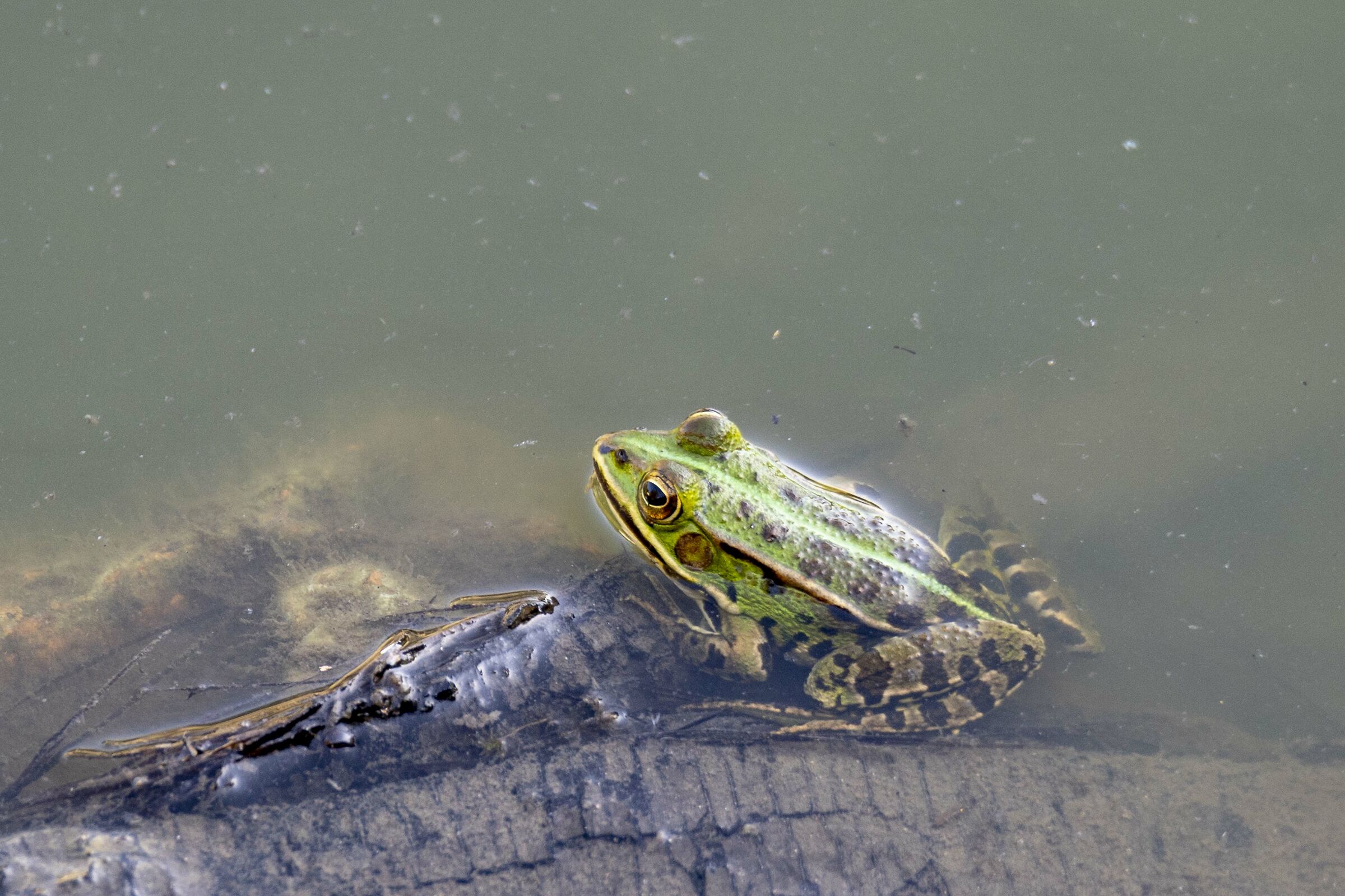 Rana palude di Colfiorito