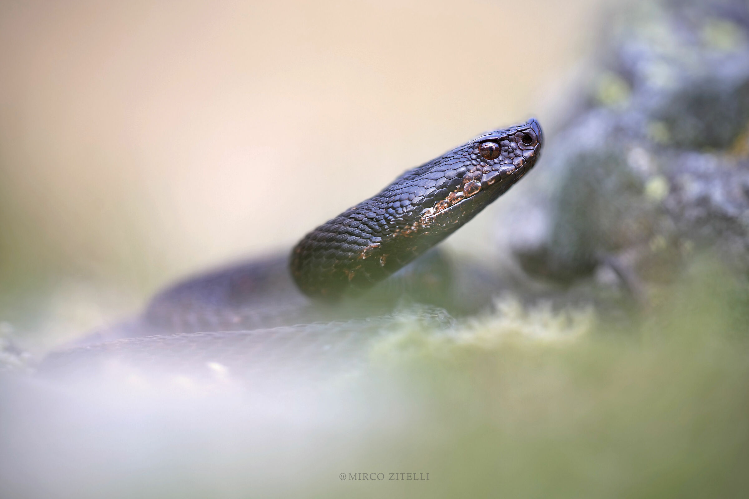 Vipera aspis atra