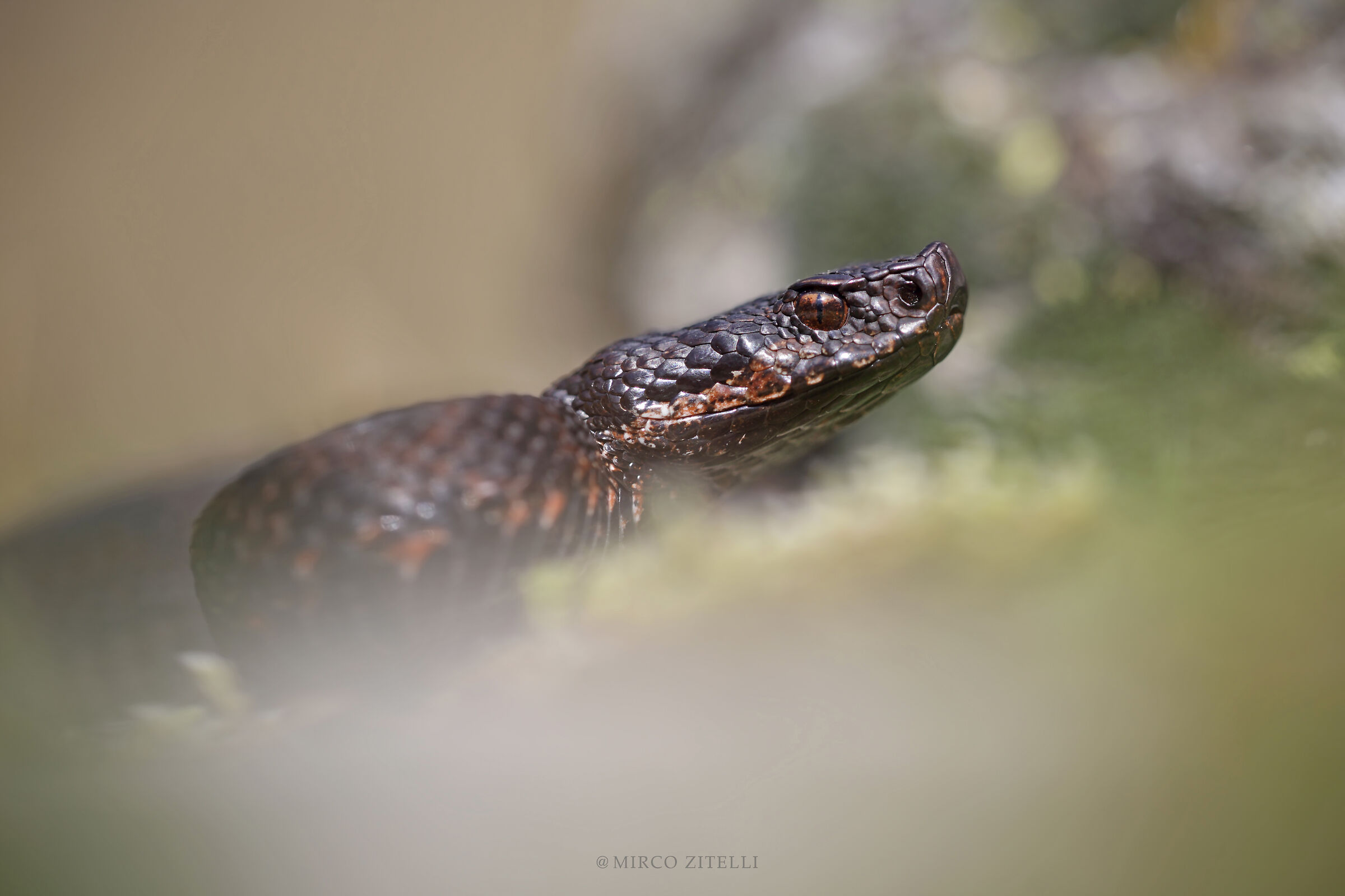 Vipera aspis atra