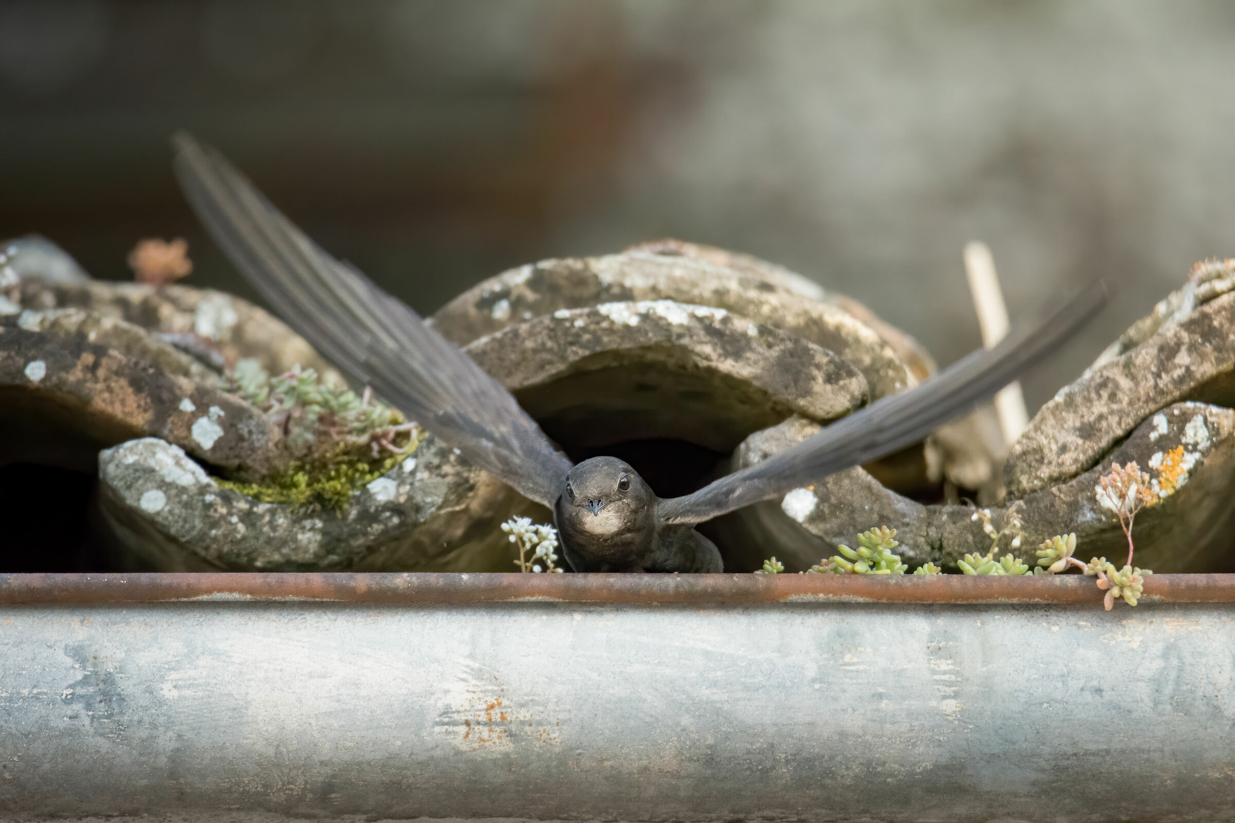 Le fatiche dei rondoni