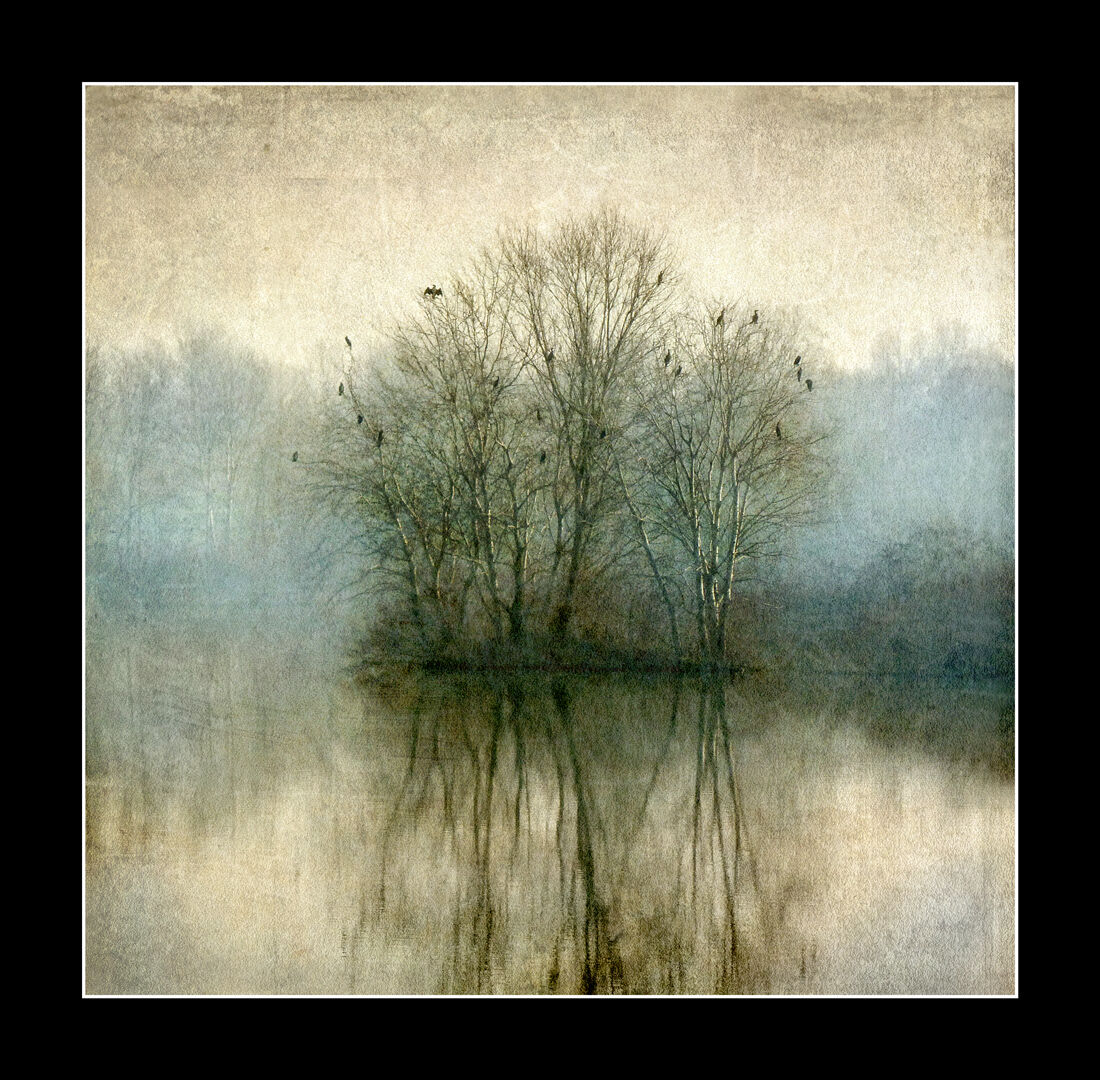 La sosta dei cormorani