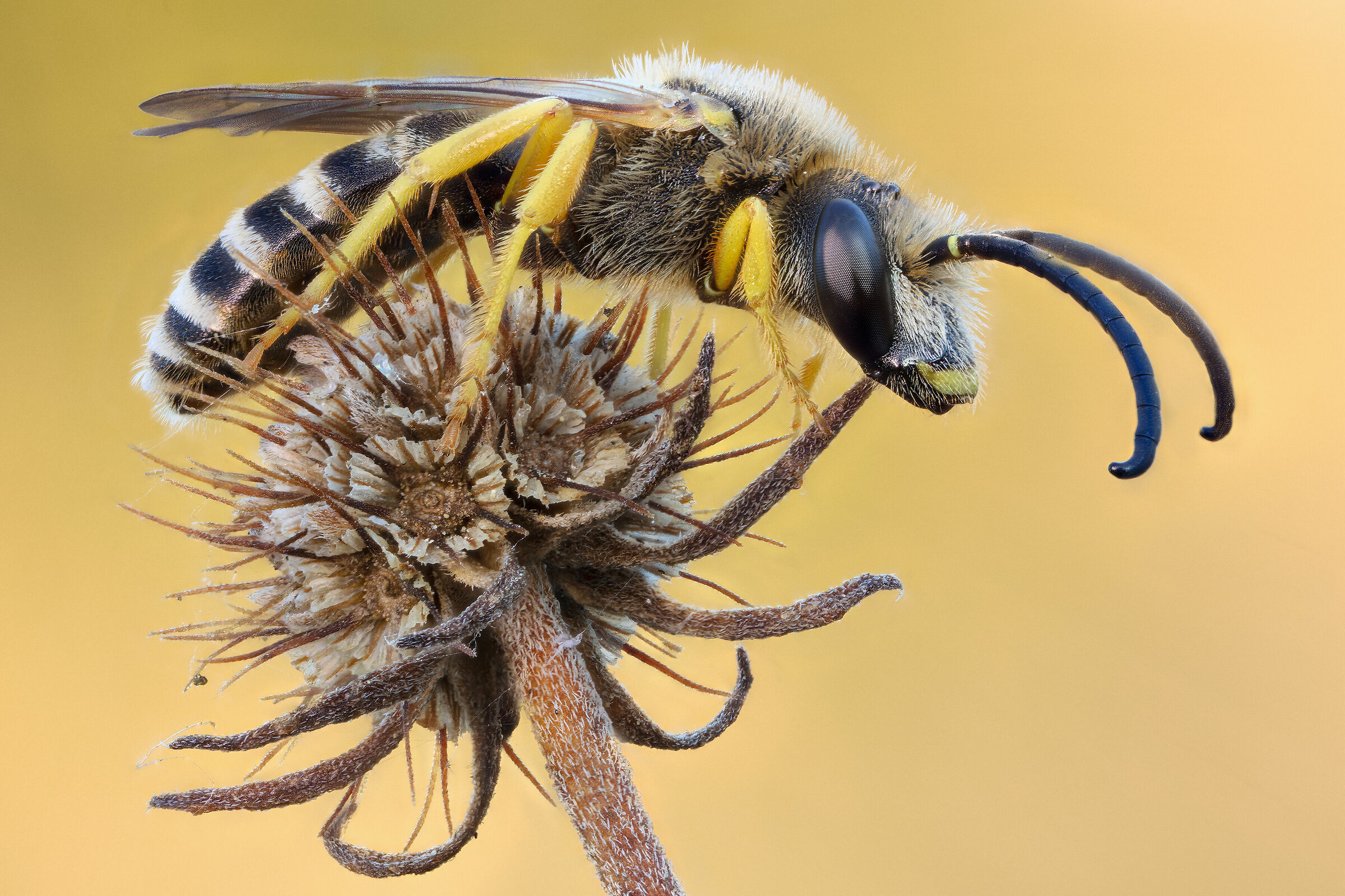 Halictus scabiosae