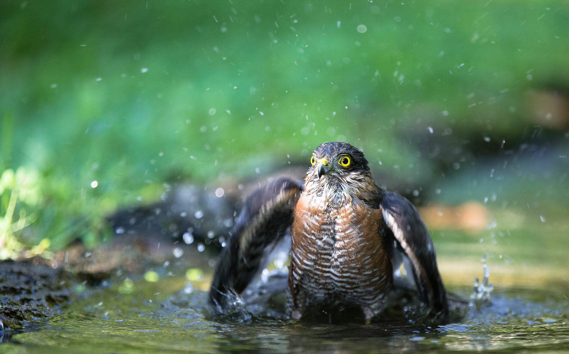 The Sparviere's Bath
