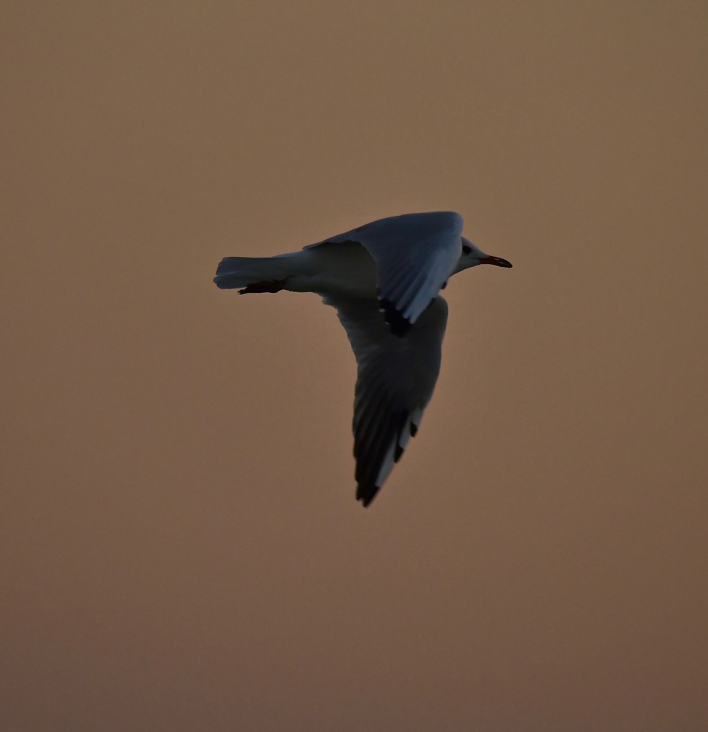 jonathan at dawn