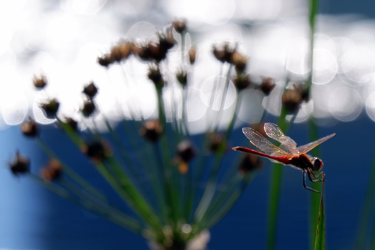 Sympetrum fonscolombii 3