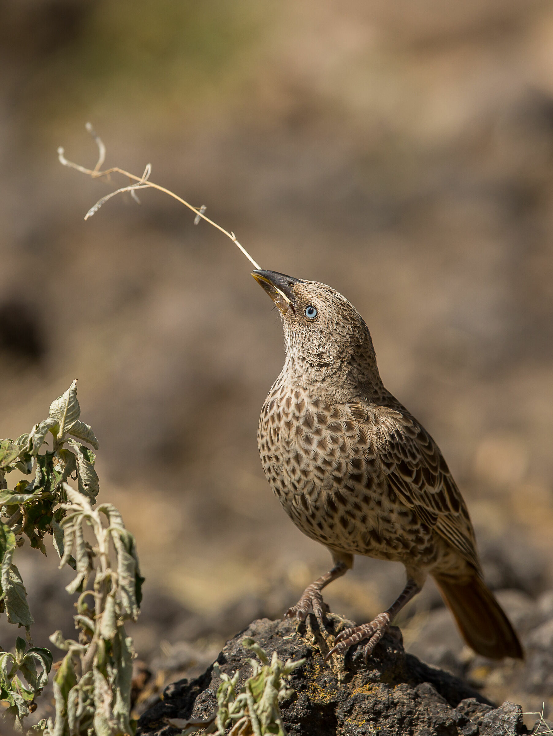 Sguardo al "cantiere"