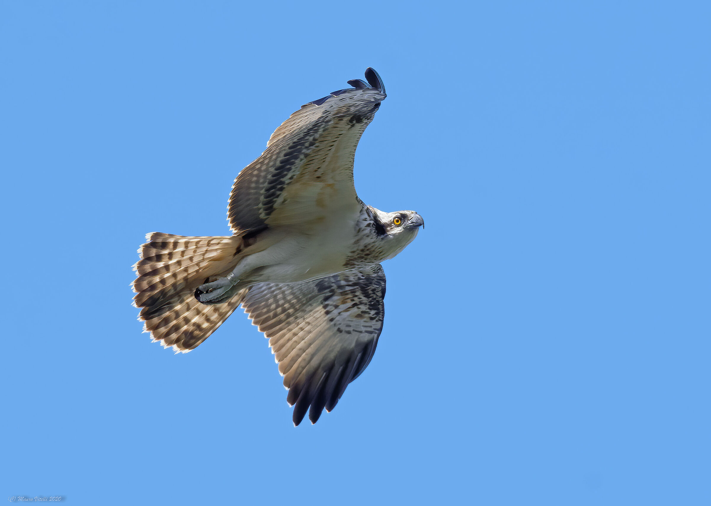 Look in the room (Hawkfish)