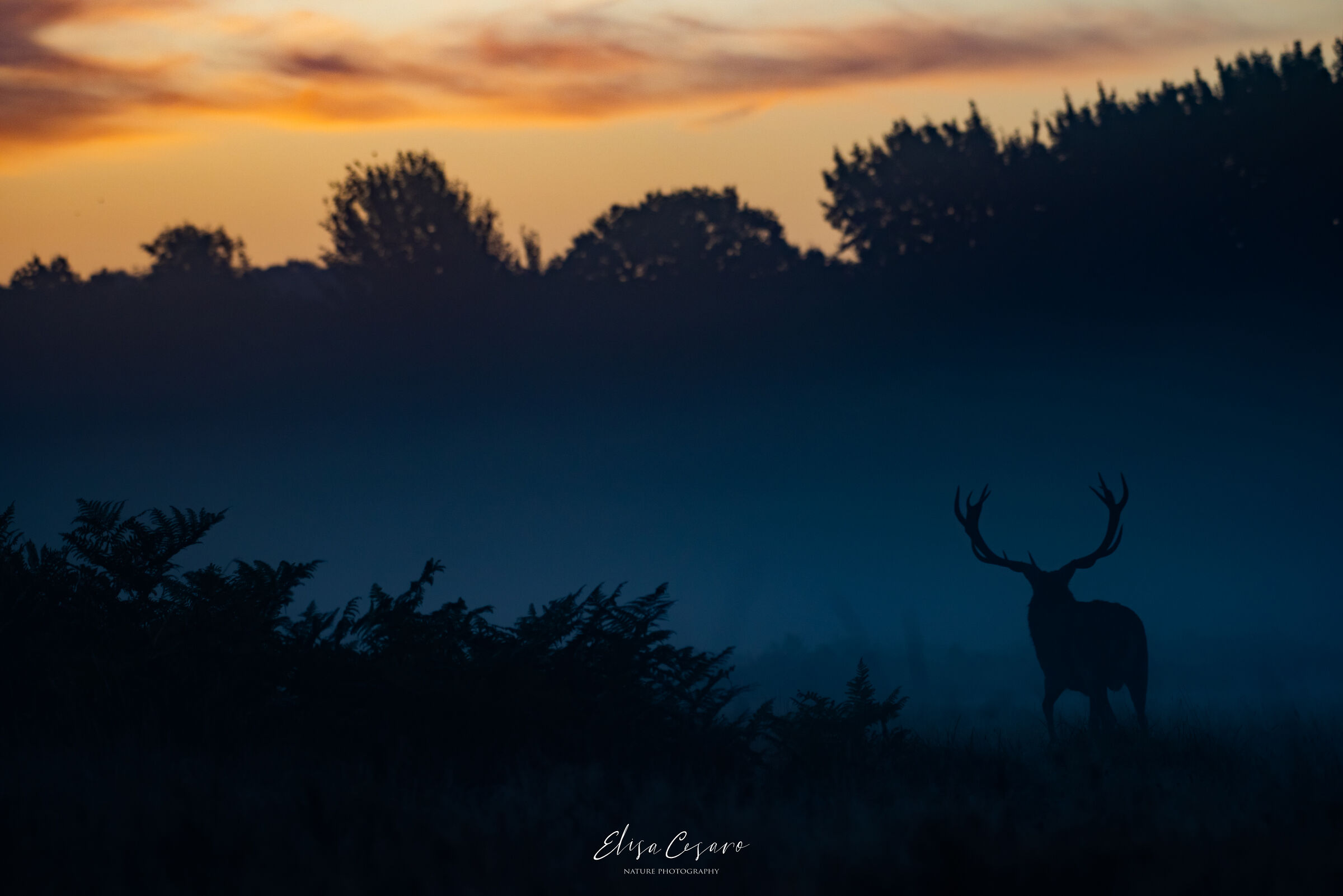 Between night and dawn