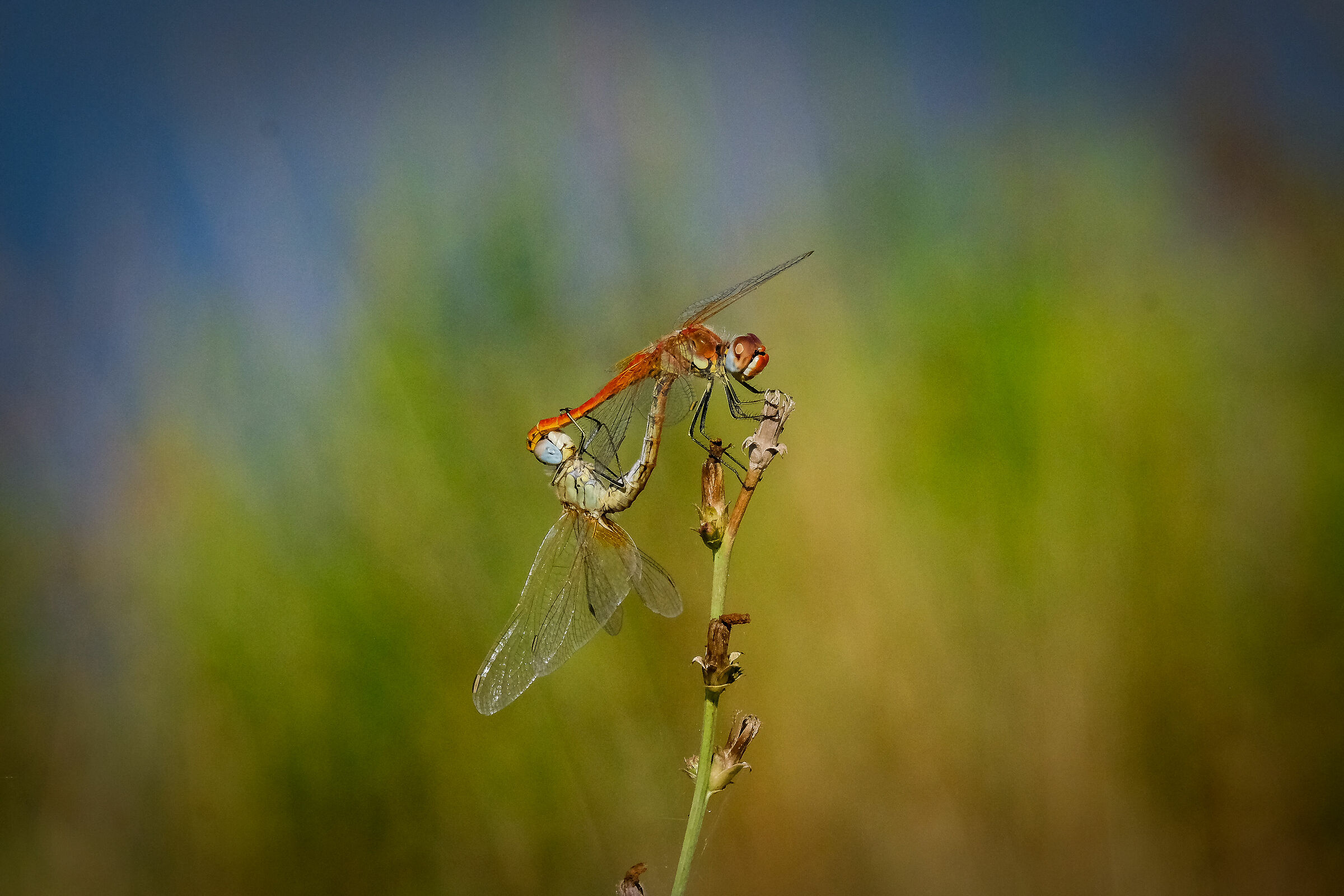 Dragonflies