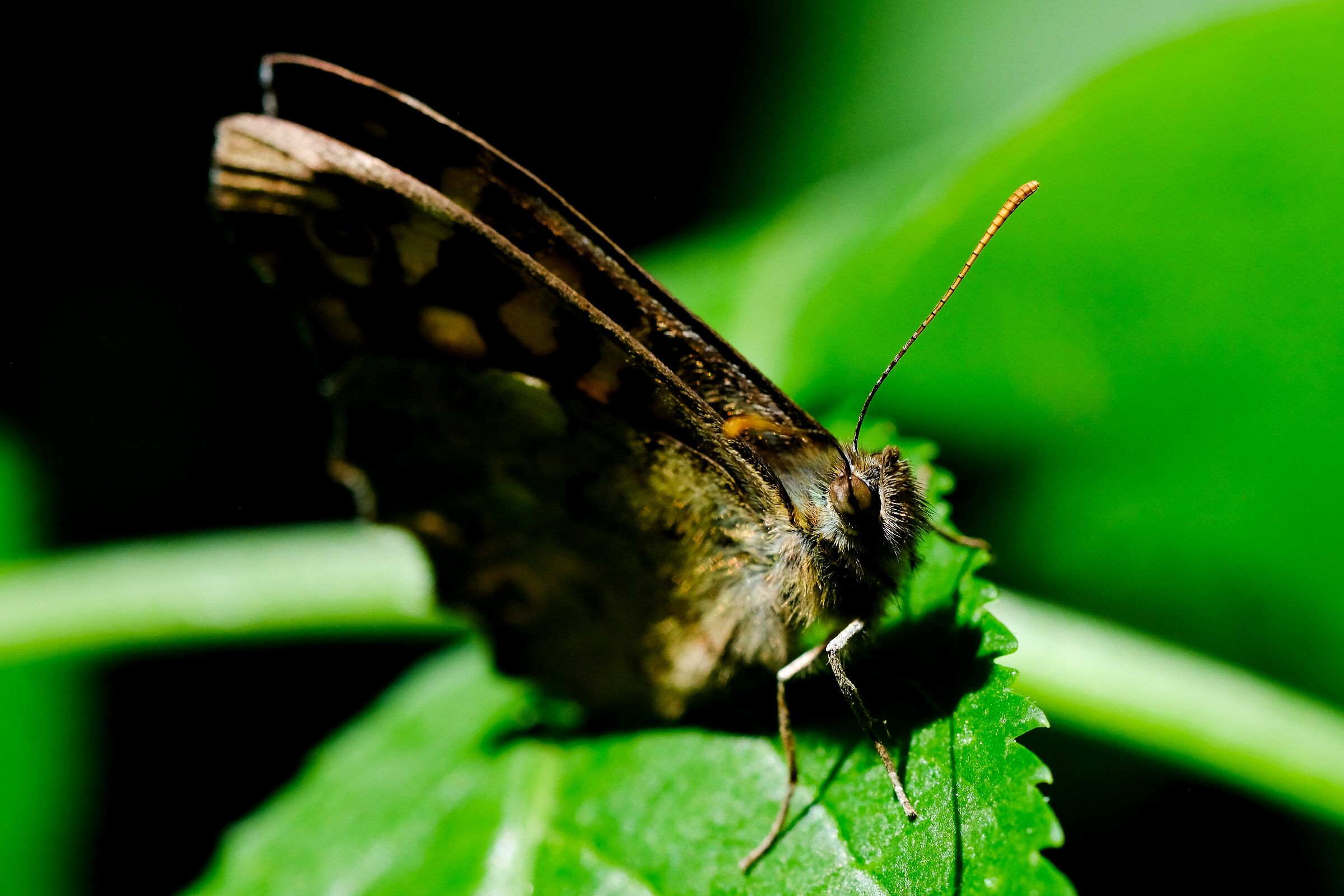 Common Butterfly