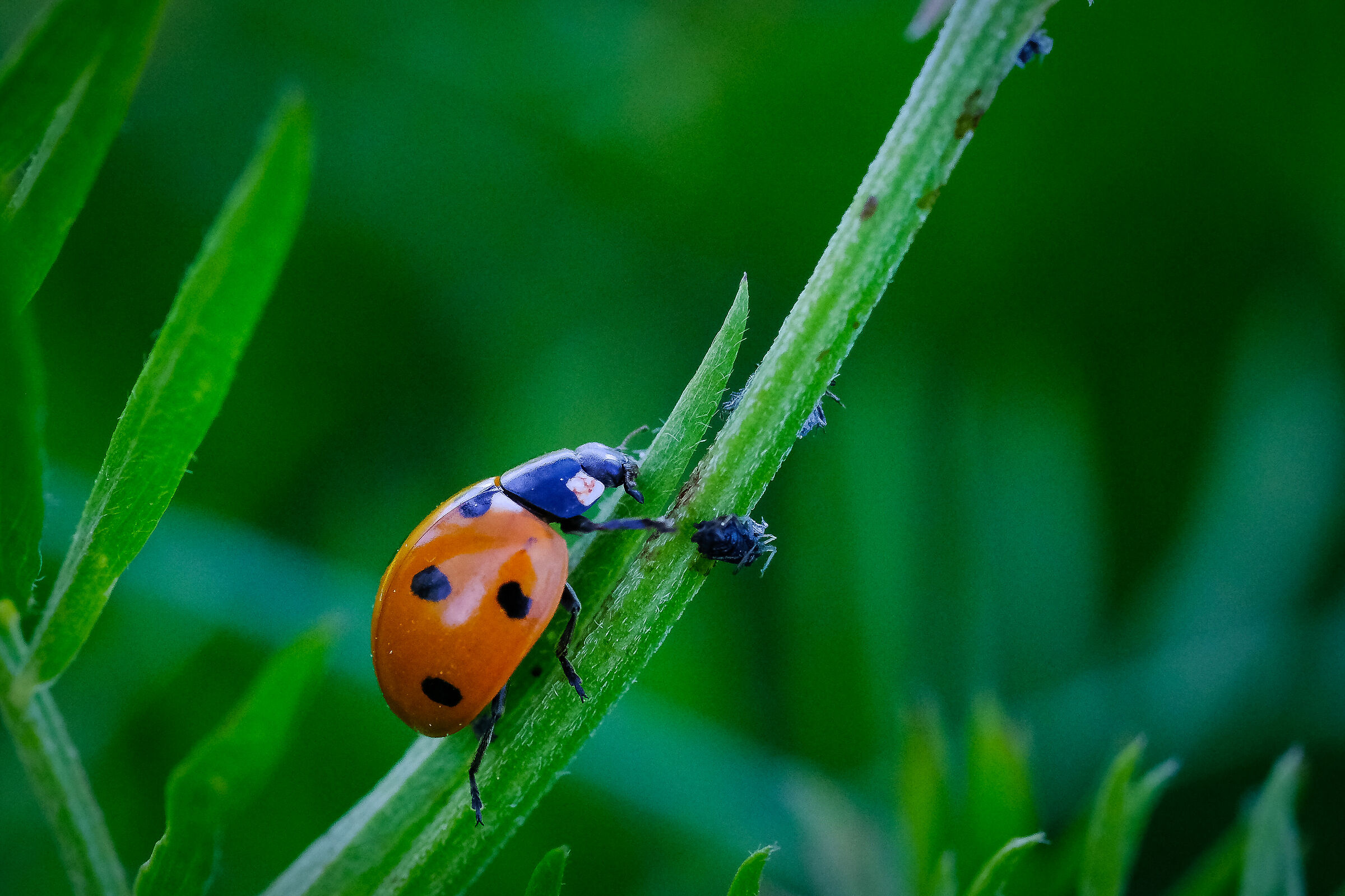 Ladybug